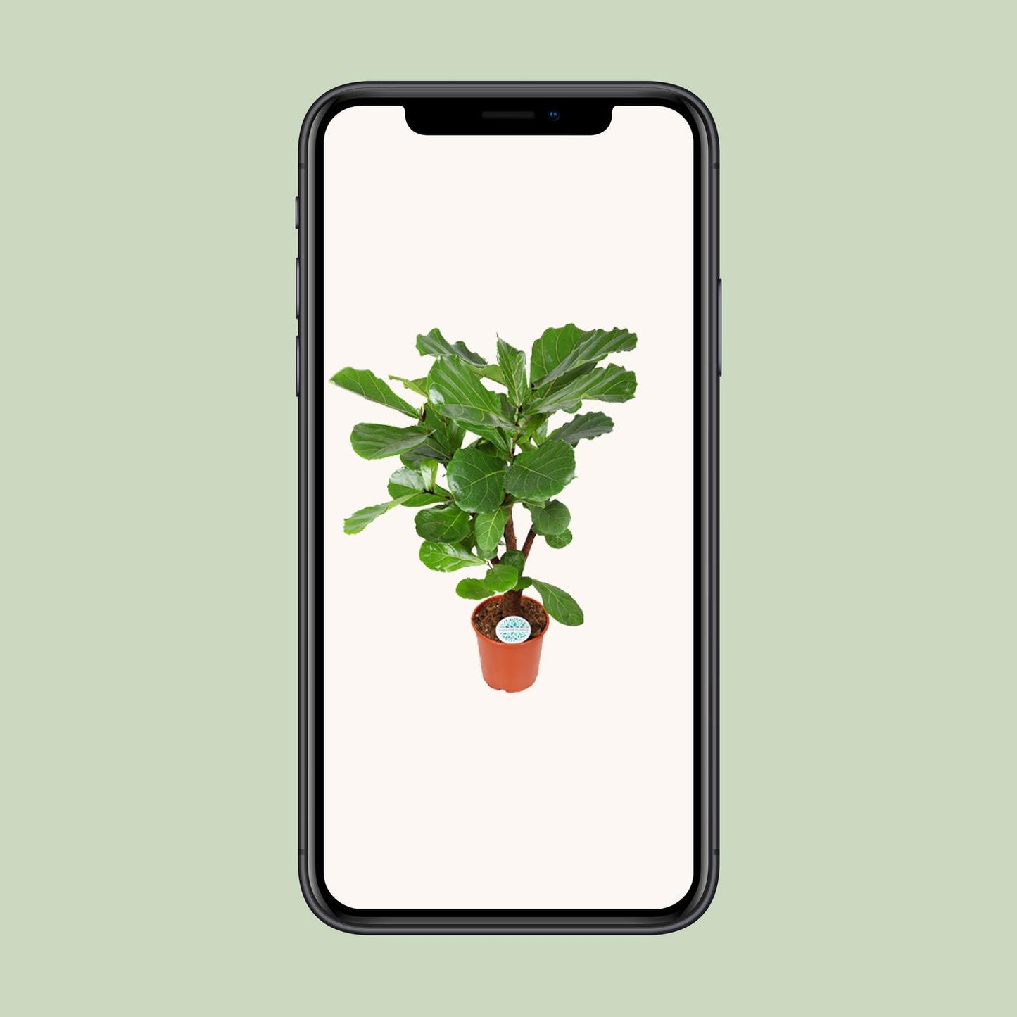 Ficus Lyrata – Große, pflegeleichte Zimmerpflanze Ø24cm