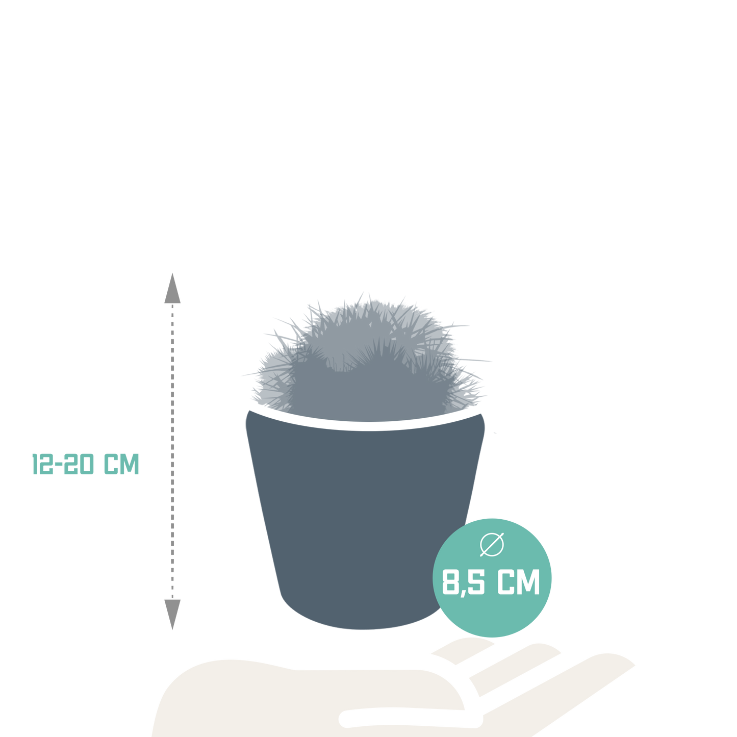 Bolcactus Kakteen-Mischung im handbemalten Mexiko-Topf 8,5 cm