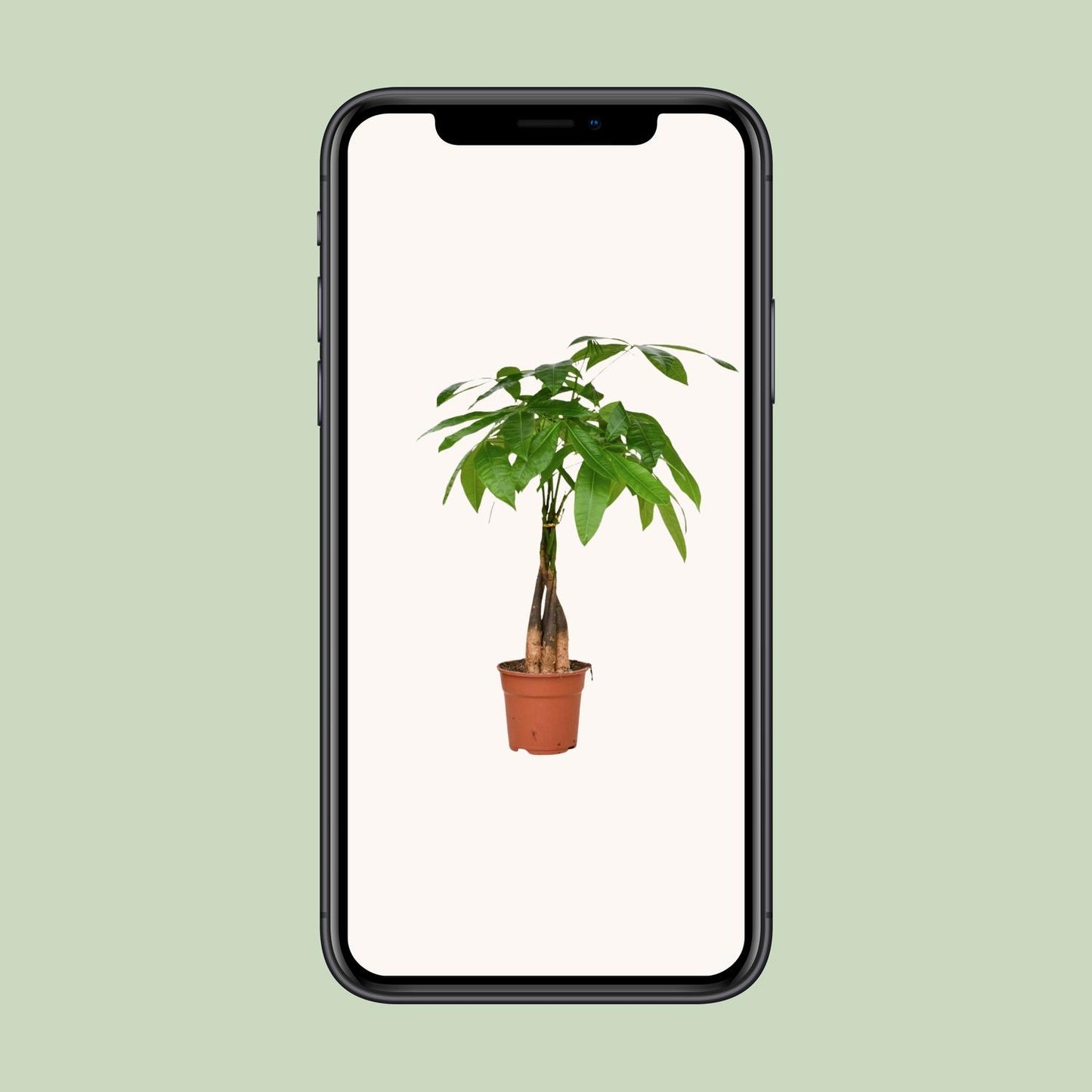 Pachira Aquatica – pflegeleichte Zimmerpflanze Ø17cm