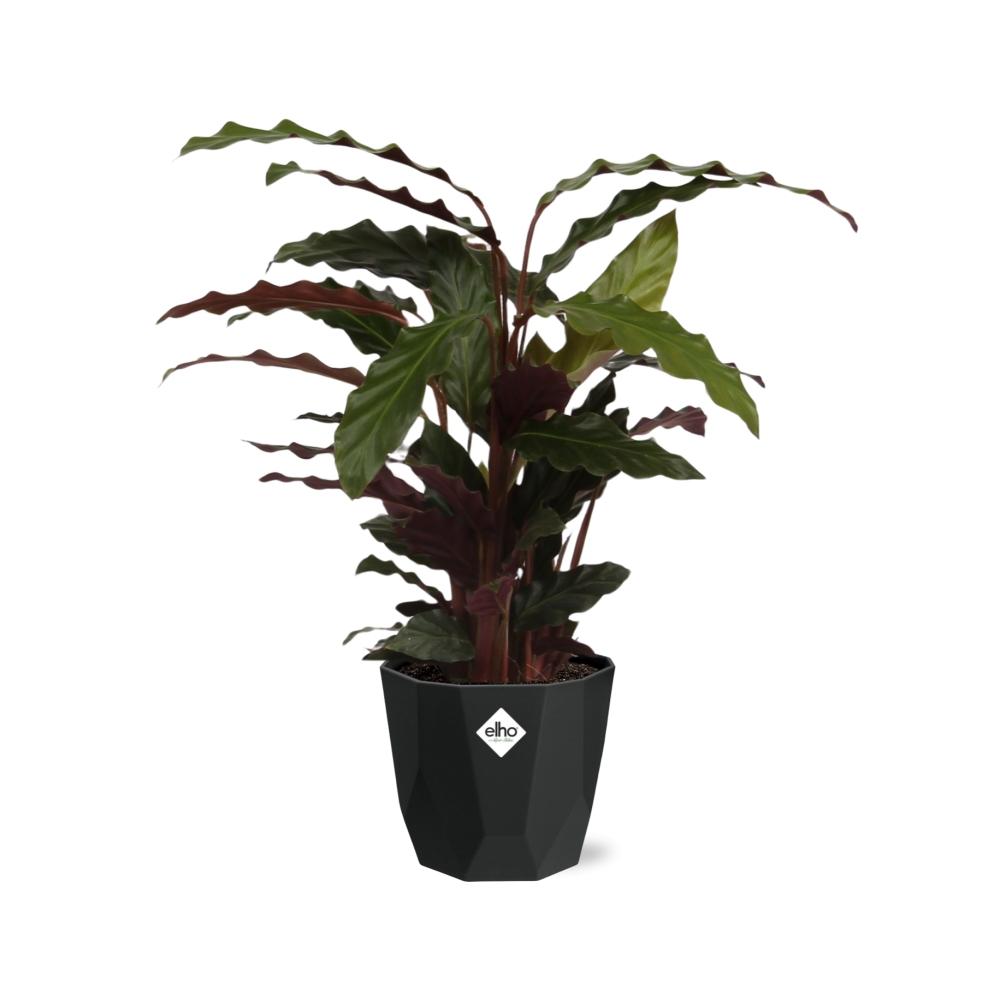 Calathea Rufibarba ‘Tropistar’ – Tropische Zimmerpflanze 14cm
