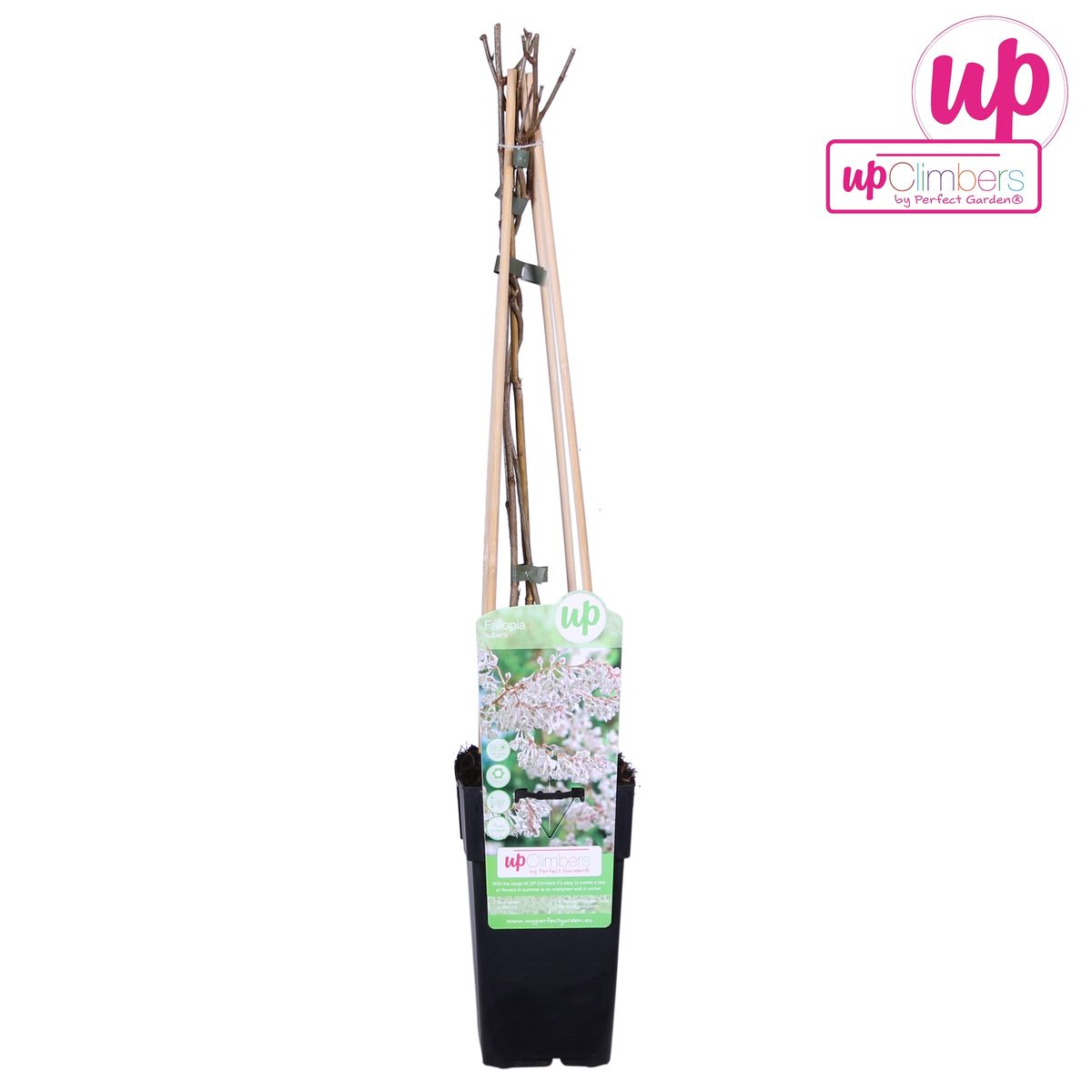 Fallopia baldschuanica – Brautschleier Kletterpflanze Ø15cm, 65cm hoch
