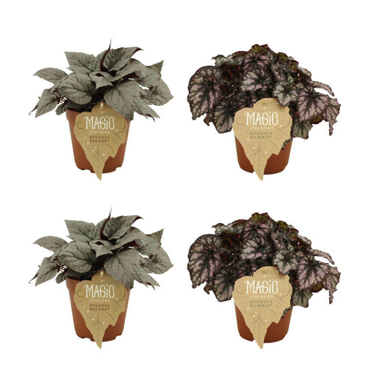 4er-Set Begonia Rex – Farbenfrohe, pflegeleichte Zimmerpflanzen