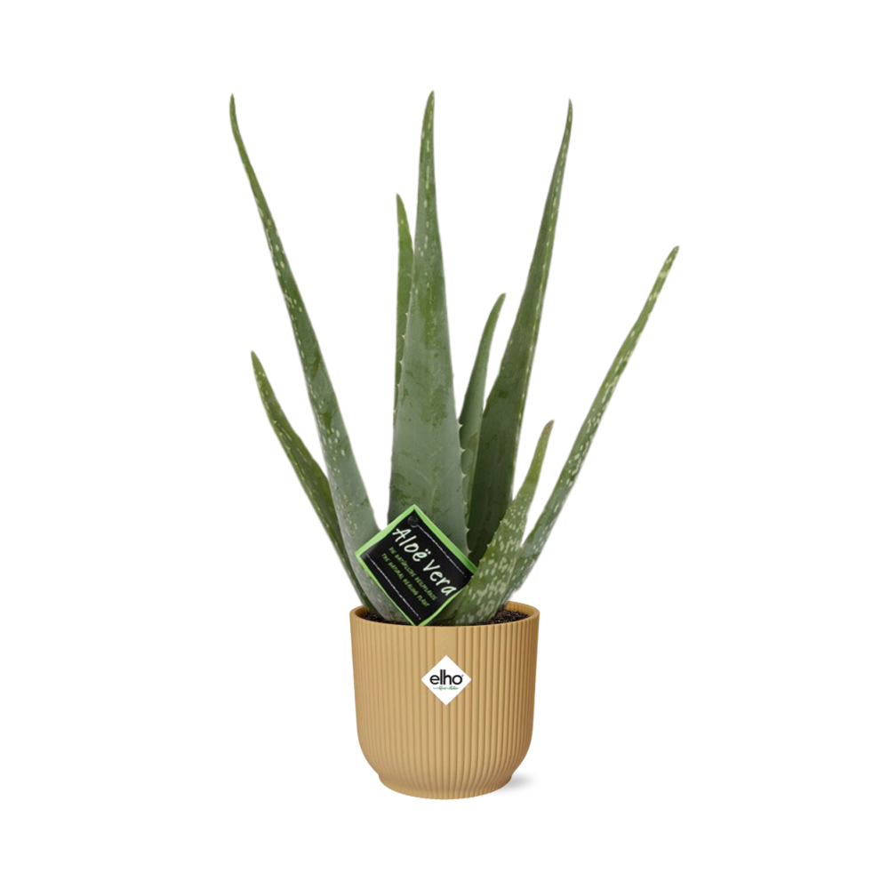 Aloe Vera 12cm in ELHO Vibes Fold 14cm Gelb – Pflegeleichte Sukkulente