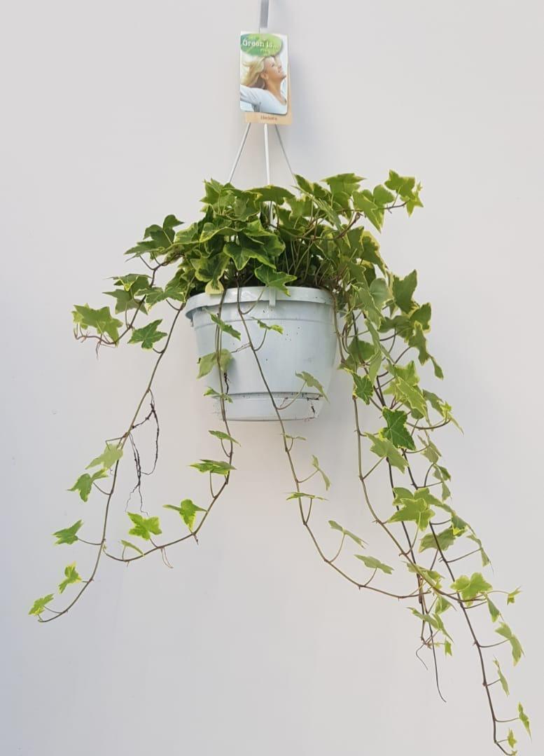Hedera Helix Geelbont – Pflegeleichter Efeu im Hängekübel Ø17cm