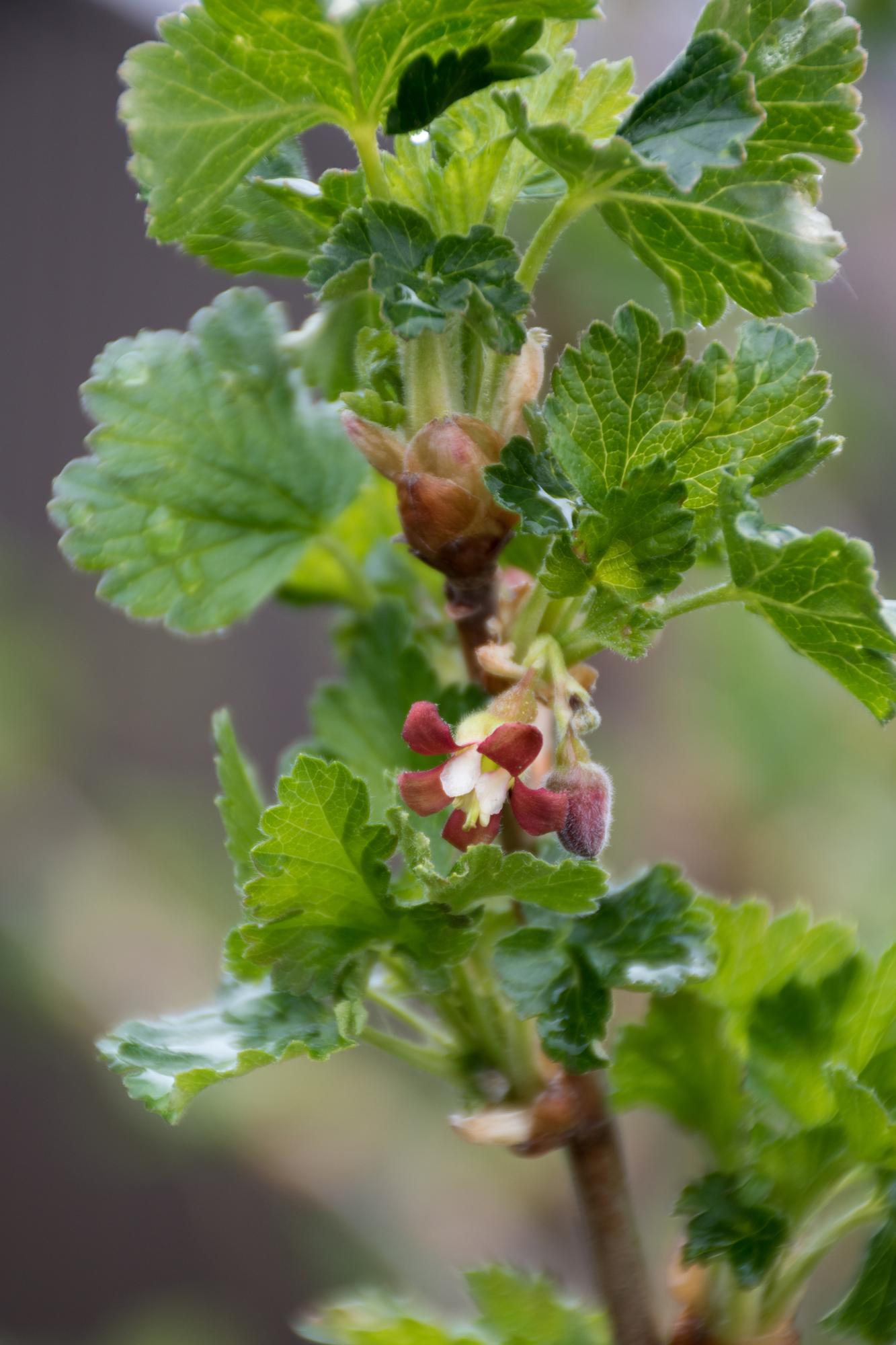 2x Bio Johannisbeerstrauch Ribes Easycrisp® 'Lady Sun' Ø13cm