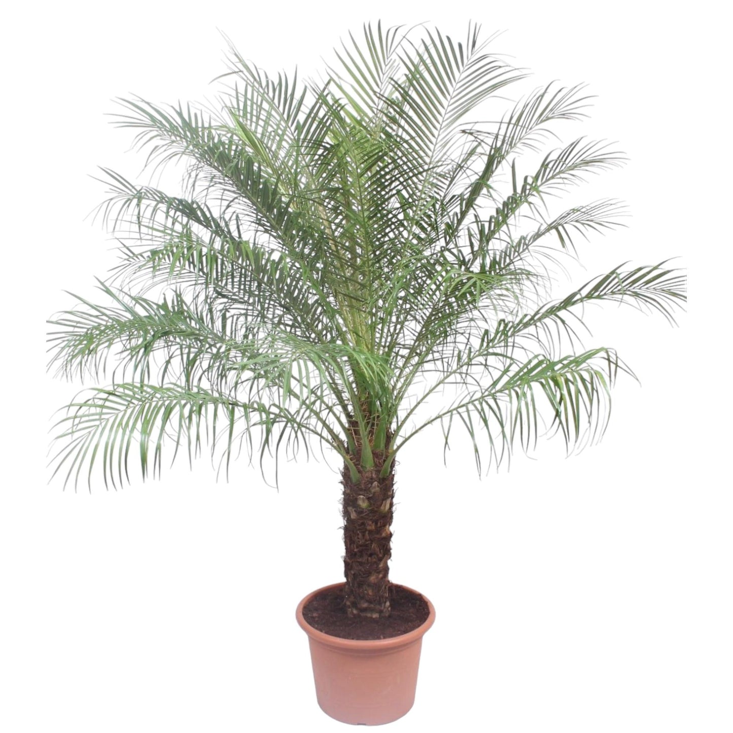 Phoenix Roebelinii Zwergpalme – 200 cm, ø40 cm