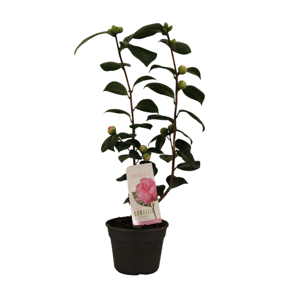 Camellia Japonica 'Bonomiana' – Pflegeleichte Blühpflanze Ø15cm