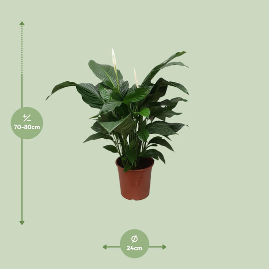 Spathiphyllum Sweet Silvana – Friedenslilie Ø24cm, ca. 80cm hoch