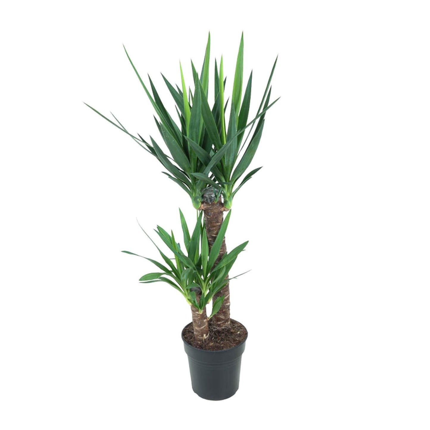 Yucca Elephantipes – Stilvolle, pflegeleichte Zimmerpflanze Ø21cm