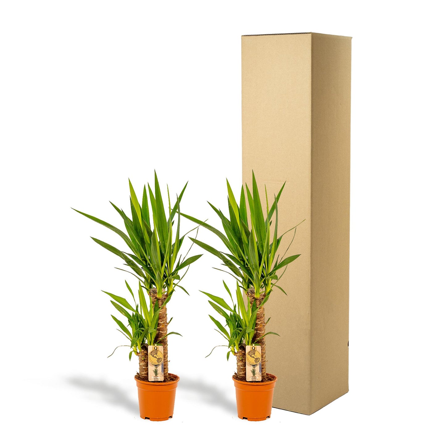 2x Yucca Elephantipes – 90 cm – Ø 17 cm Topf