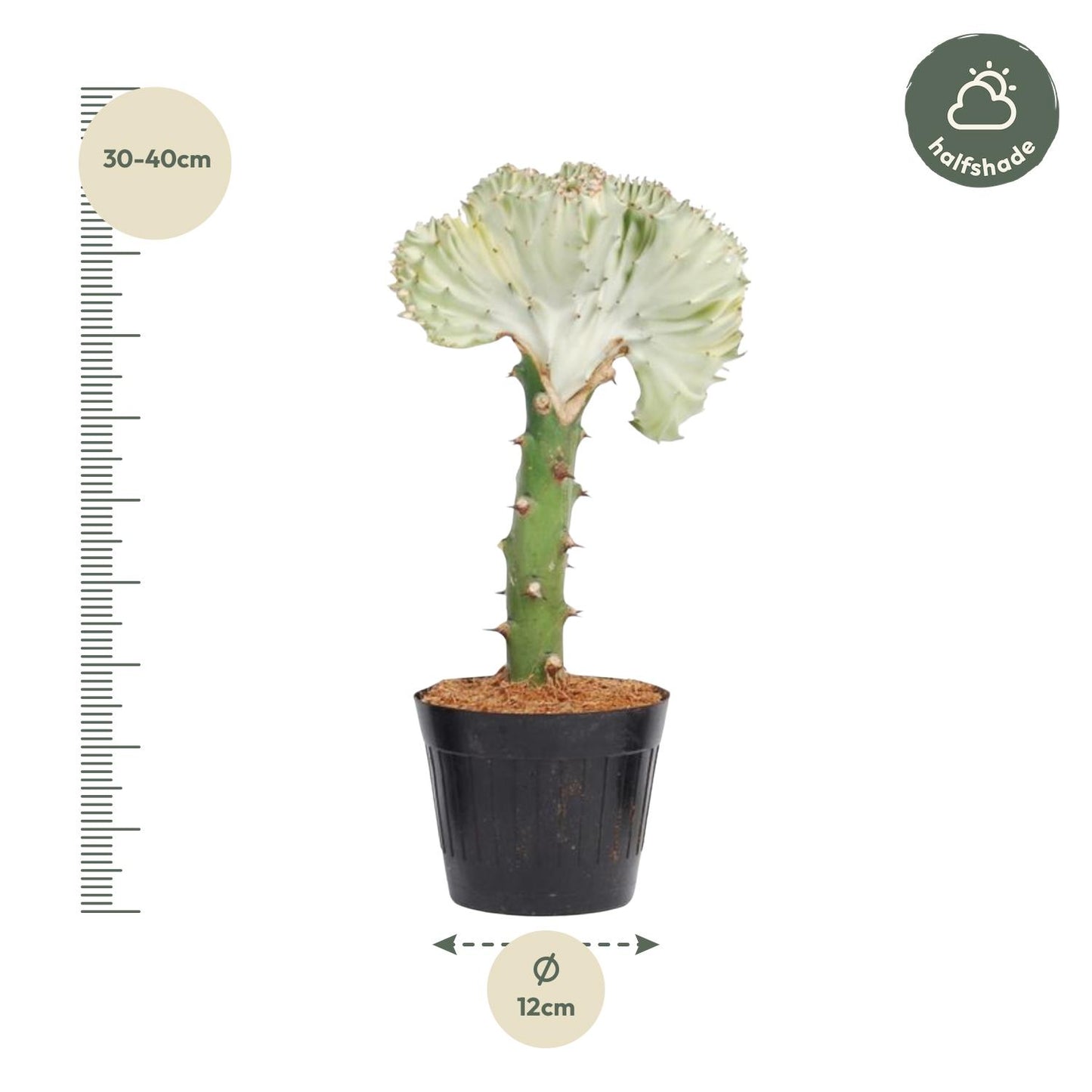 Euphorbia lactea Cristata – Korallen-Kaktus, 35 cm