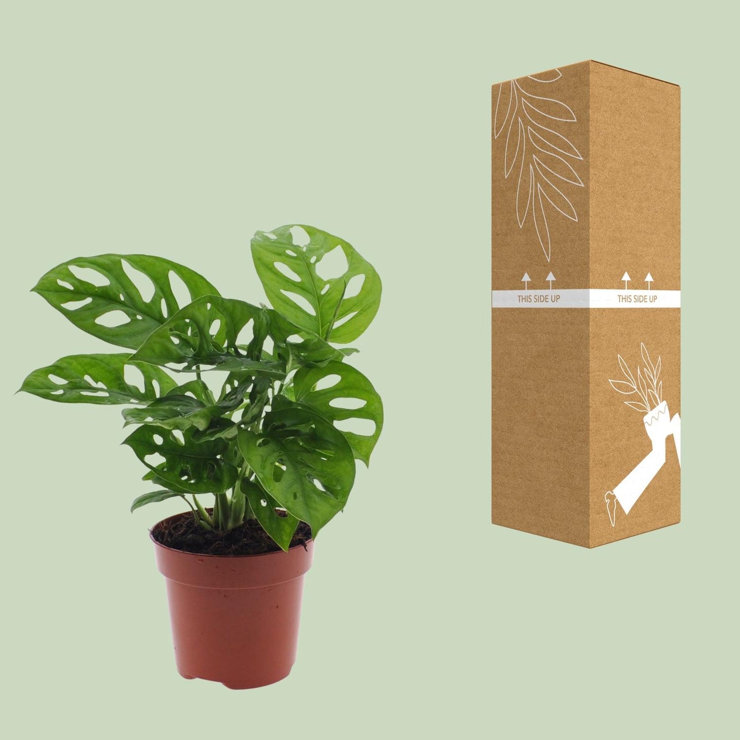 Monstera Monkey Leaf – Pflegeleichte Zimmerpflanze Ø12cm