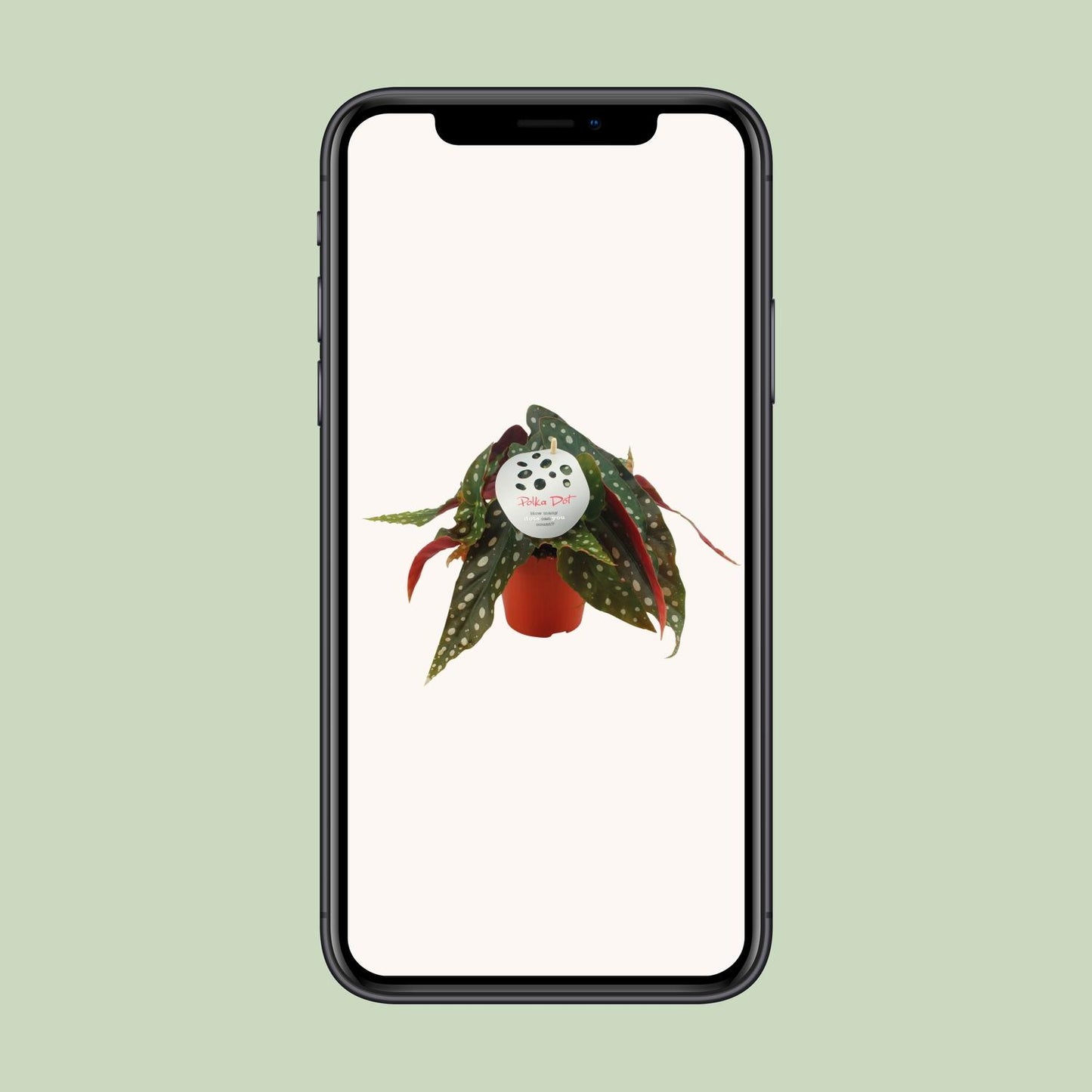 Begonia Maculata – Elegante und pflegeleichte Zimmerpflanze Ø12 cm