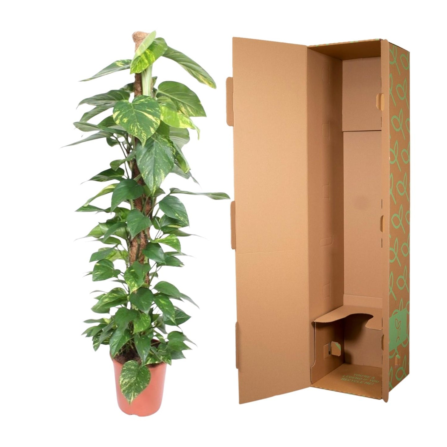 Epipremnum Aureum Mosstok – Pflegeleichte Kletterpflanze 150 cm