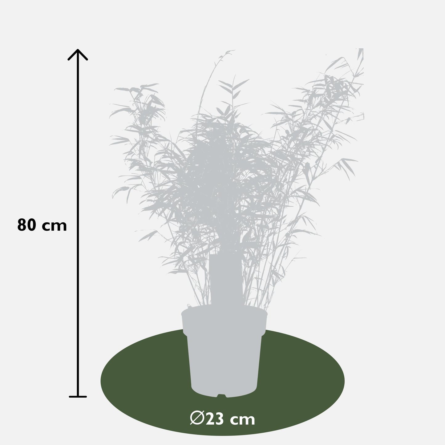 3x Fargesia rufa – Kompakter pflegeleichter Bambus Ø23cm, 80cm hoch