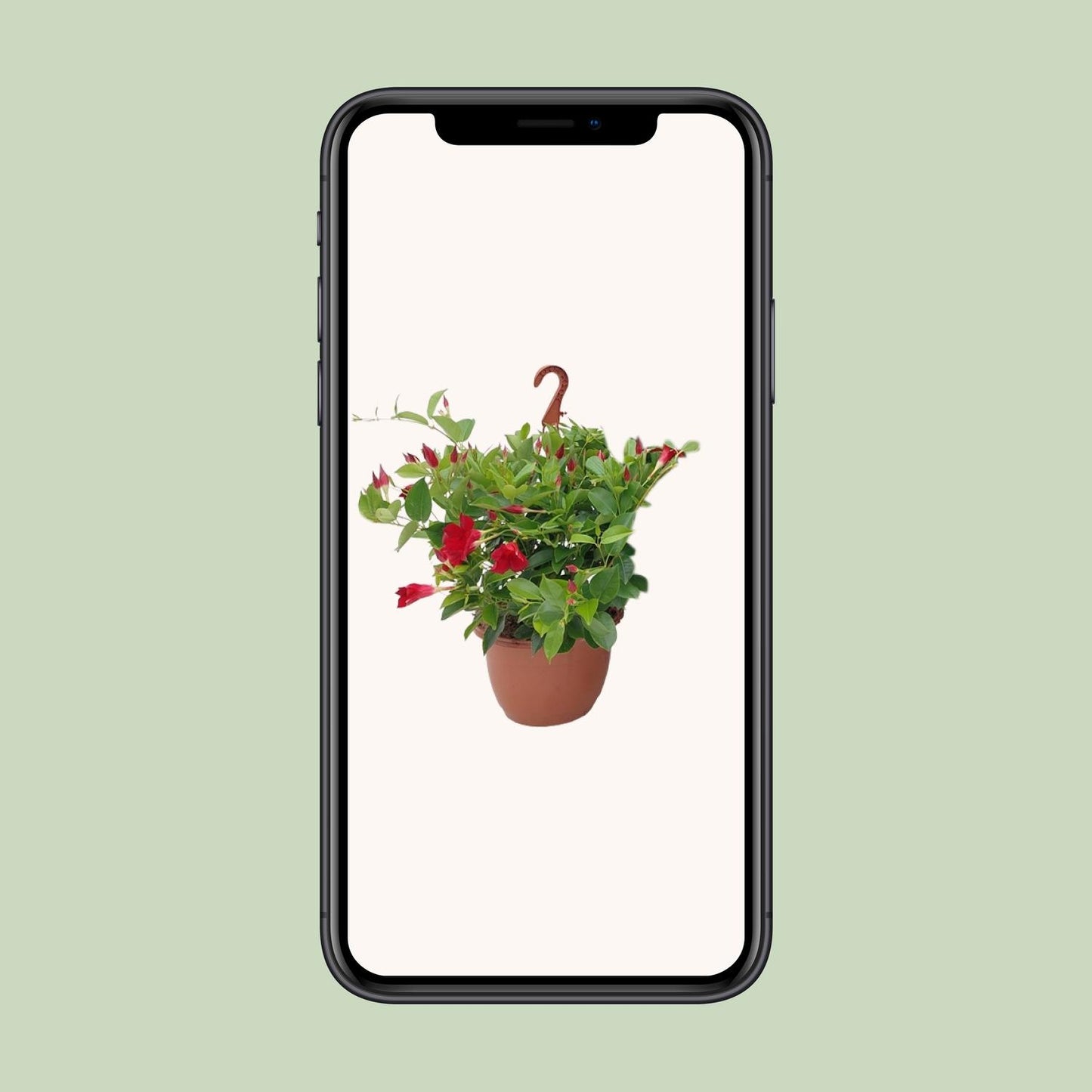 Sundaville Hängekorb Tricolor Ø25cm – Mandevilla mit prächtigen Blüten