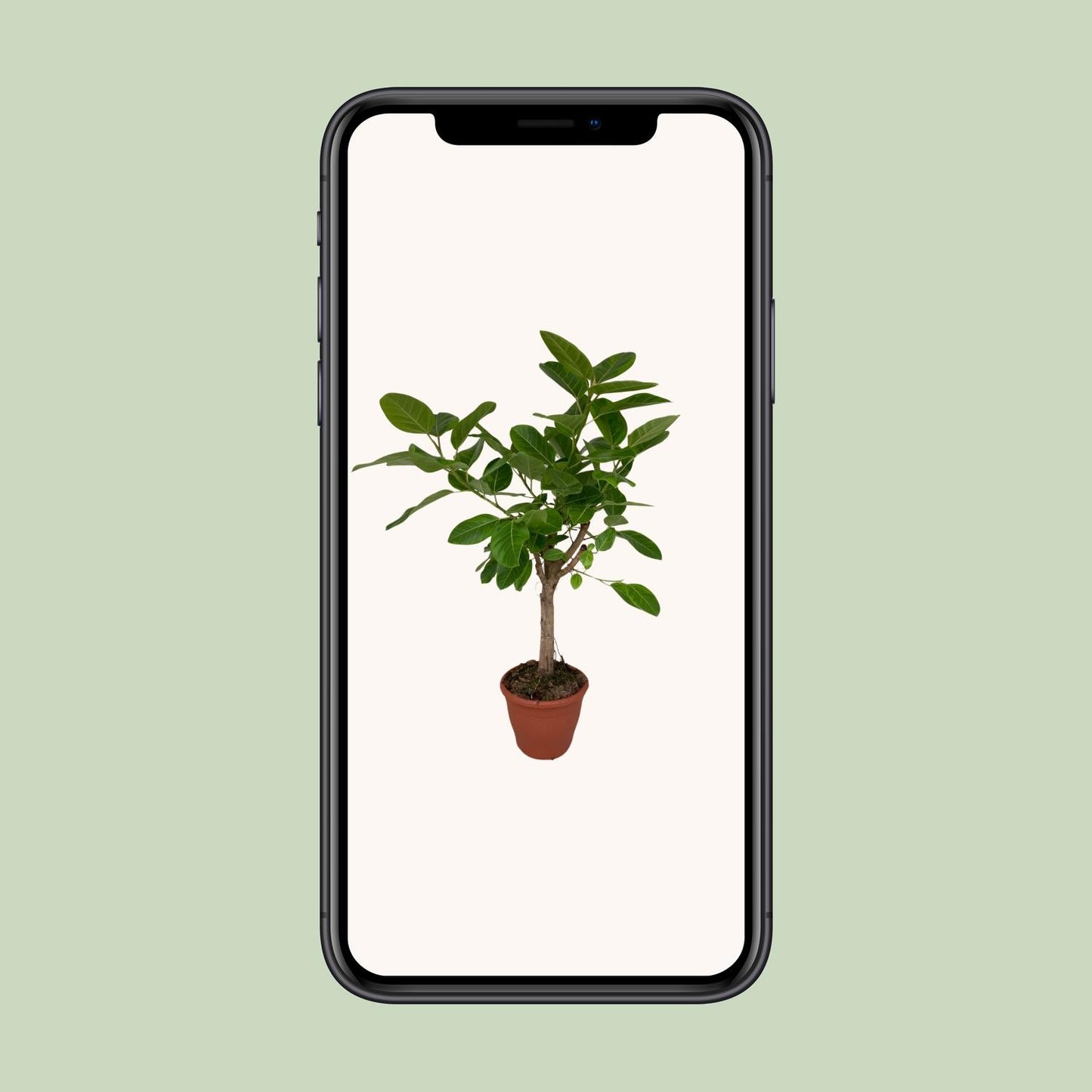 Ficus Altissima – Pflegeleichte Zimmerpflanze Ø26cm, 110cm hoch