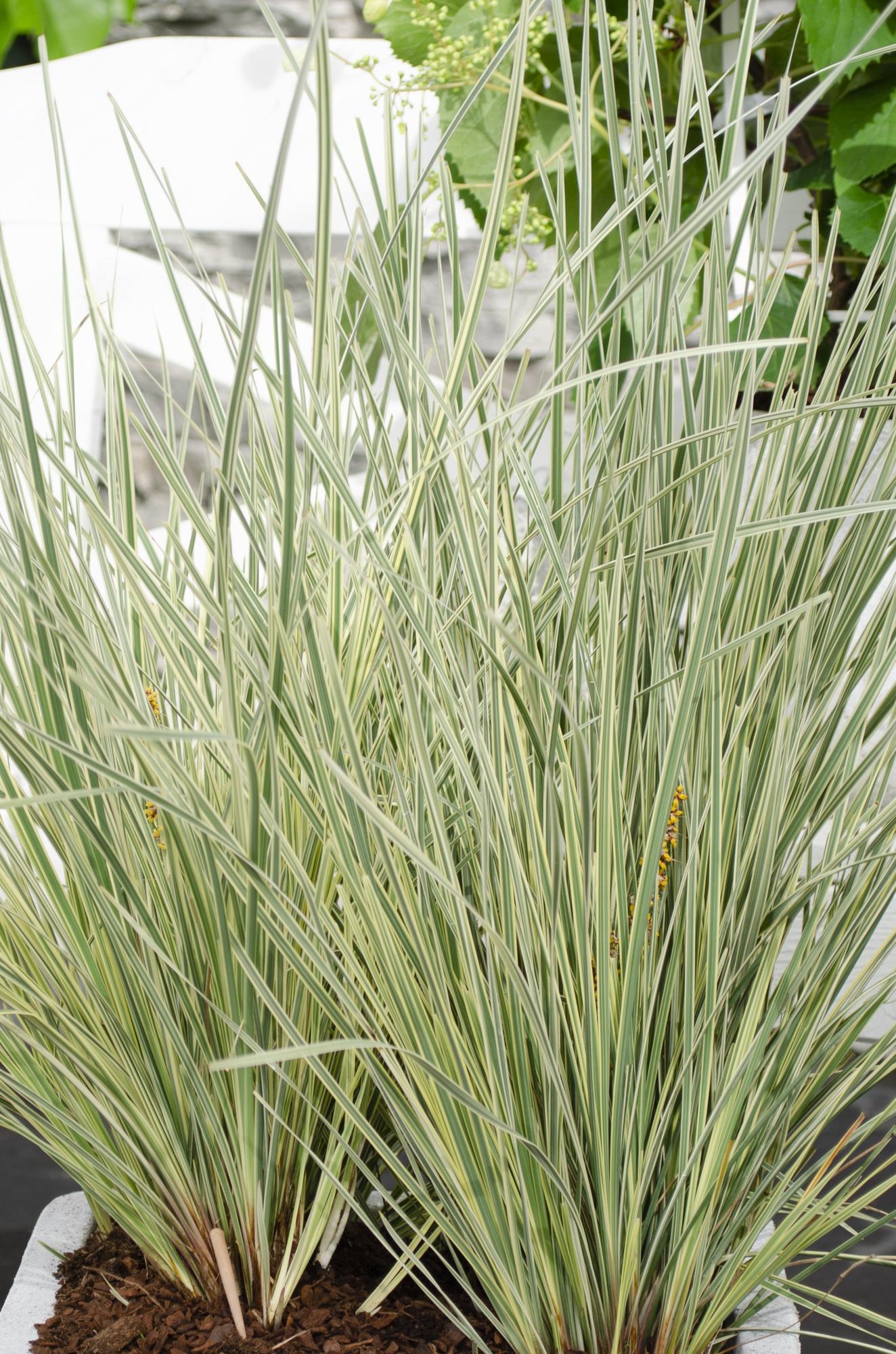 Lomandra longifolia 'White Sands' – Pflegeleichte Terrassenpflanze