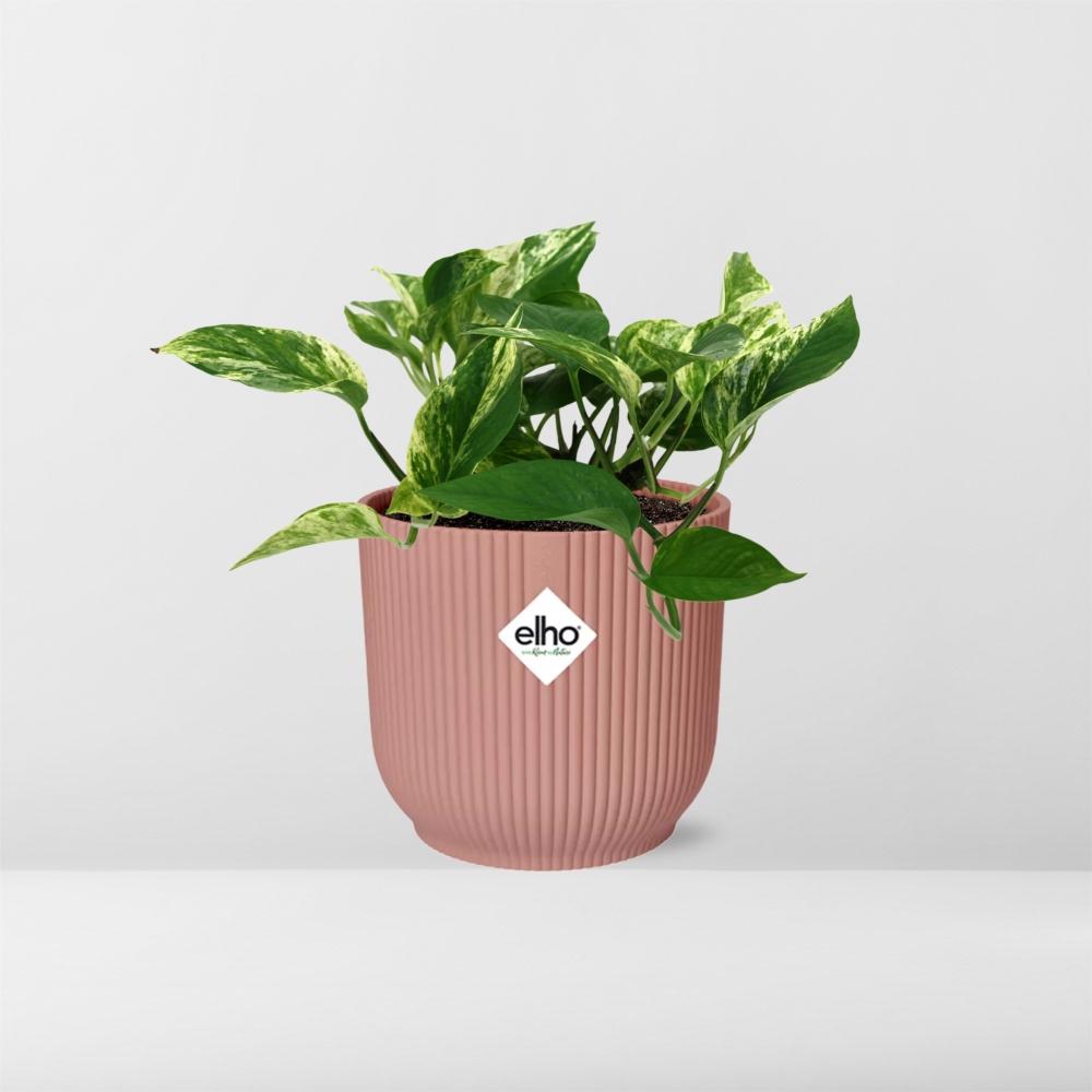 Scindapsus Marble Queen in ELHO Vibes Fold 14cm rosa