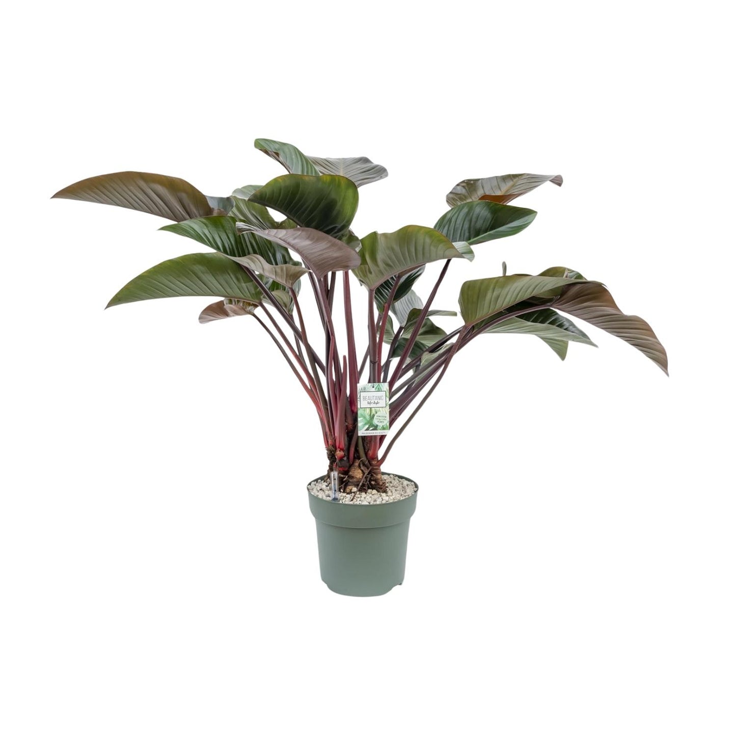 Philodendron Red Beauty – Pflegeleichte Zimmerpflanze Ø30cm