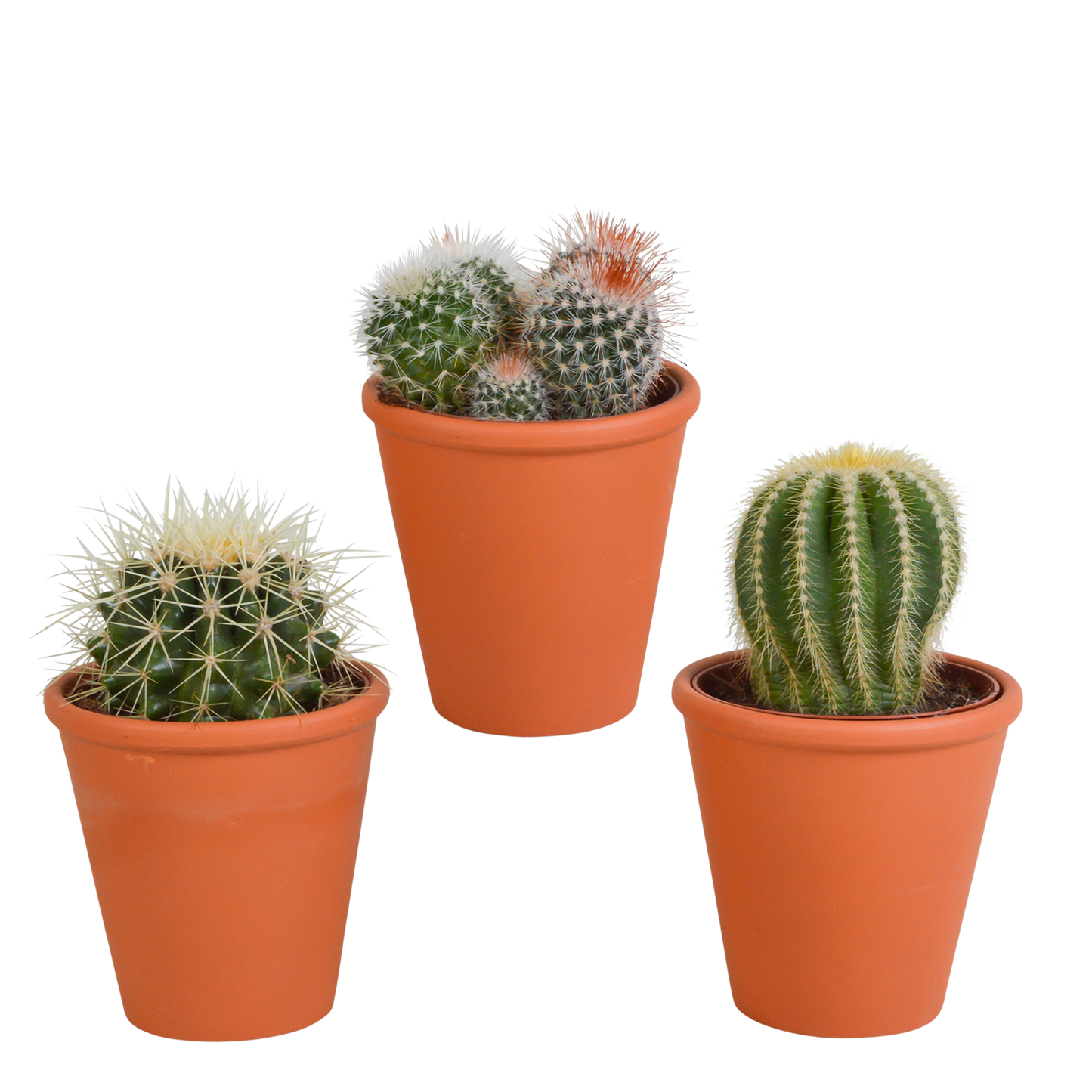 Bolcactus Kakteen-Mischung im Terrakottatopf 8,5 cm