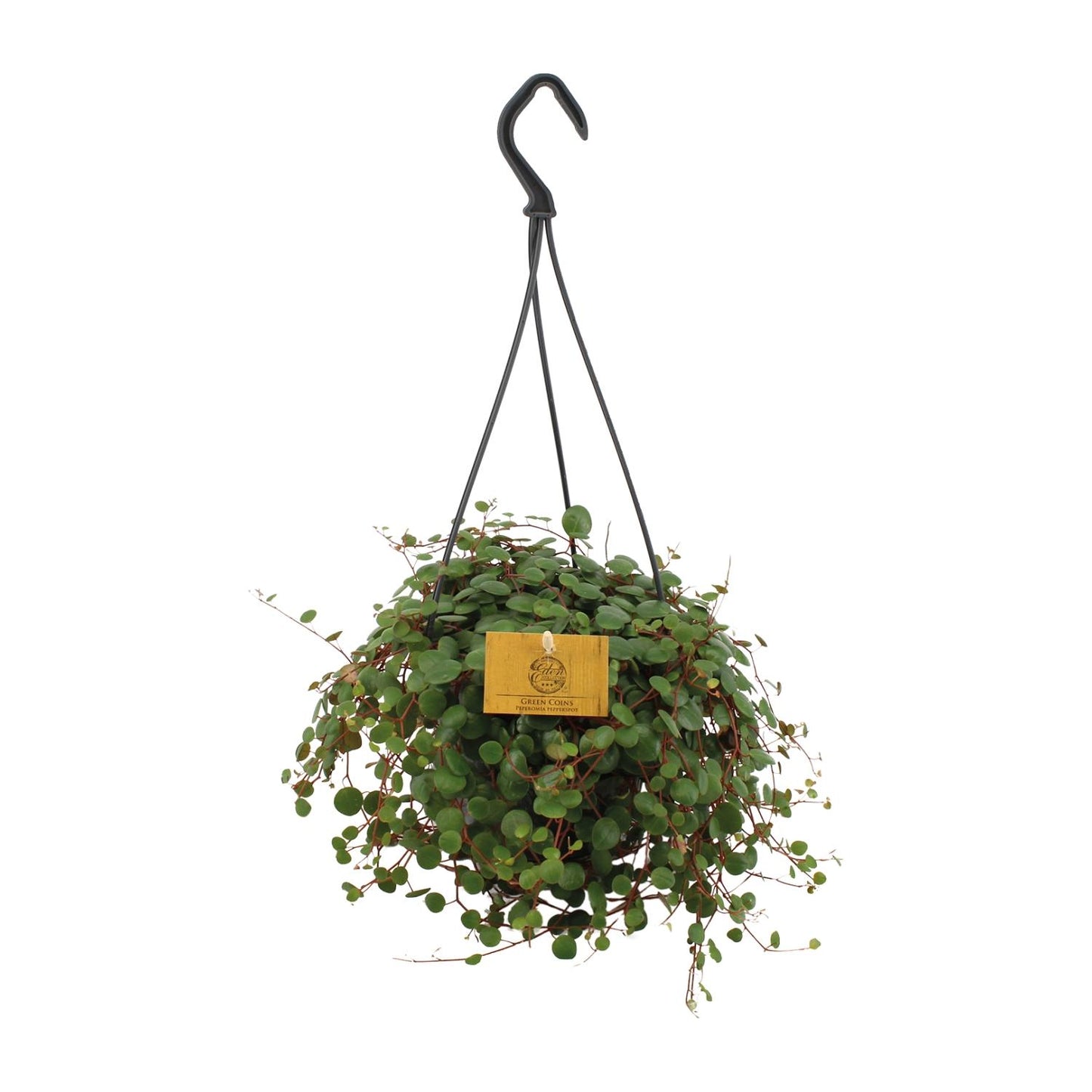 Peperomia Pepperspot – Pflegeleichte Zimmerpflanze Ø15cm