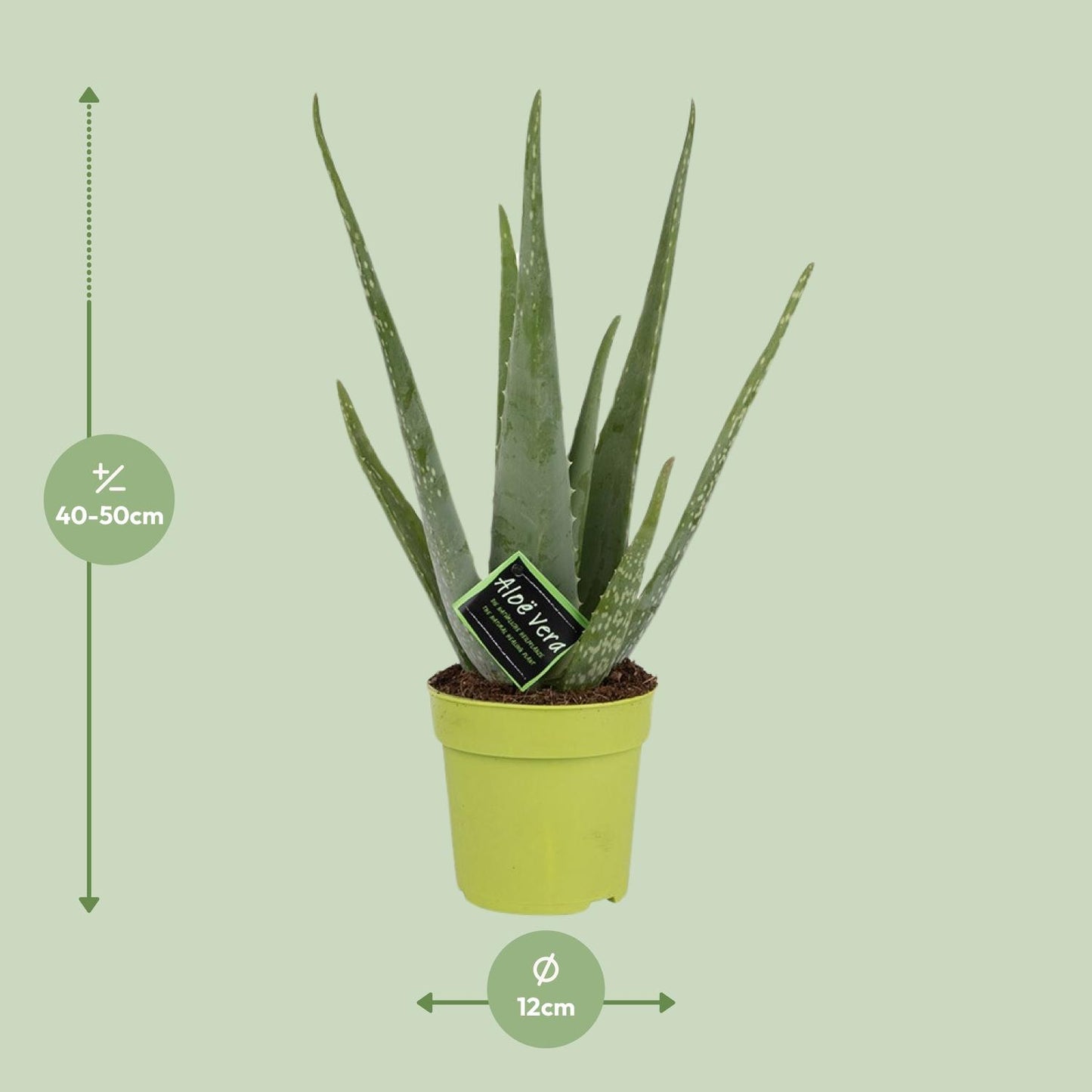 Aloe Vera - Pflegeleichte Zimmerpflanze Ø12cm, 45cm hoch
