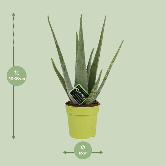 Aloe Vera - Pflegeleichte Zimmerpflanze Ø12cm, 45cm hoch