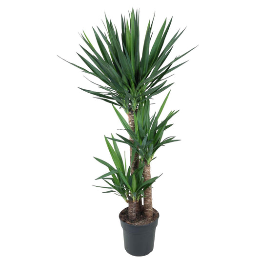 Yucca Elephantipe – Elefantenpalme 140 cm Ø24 cm