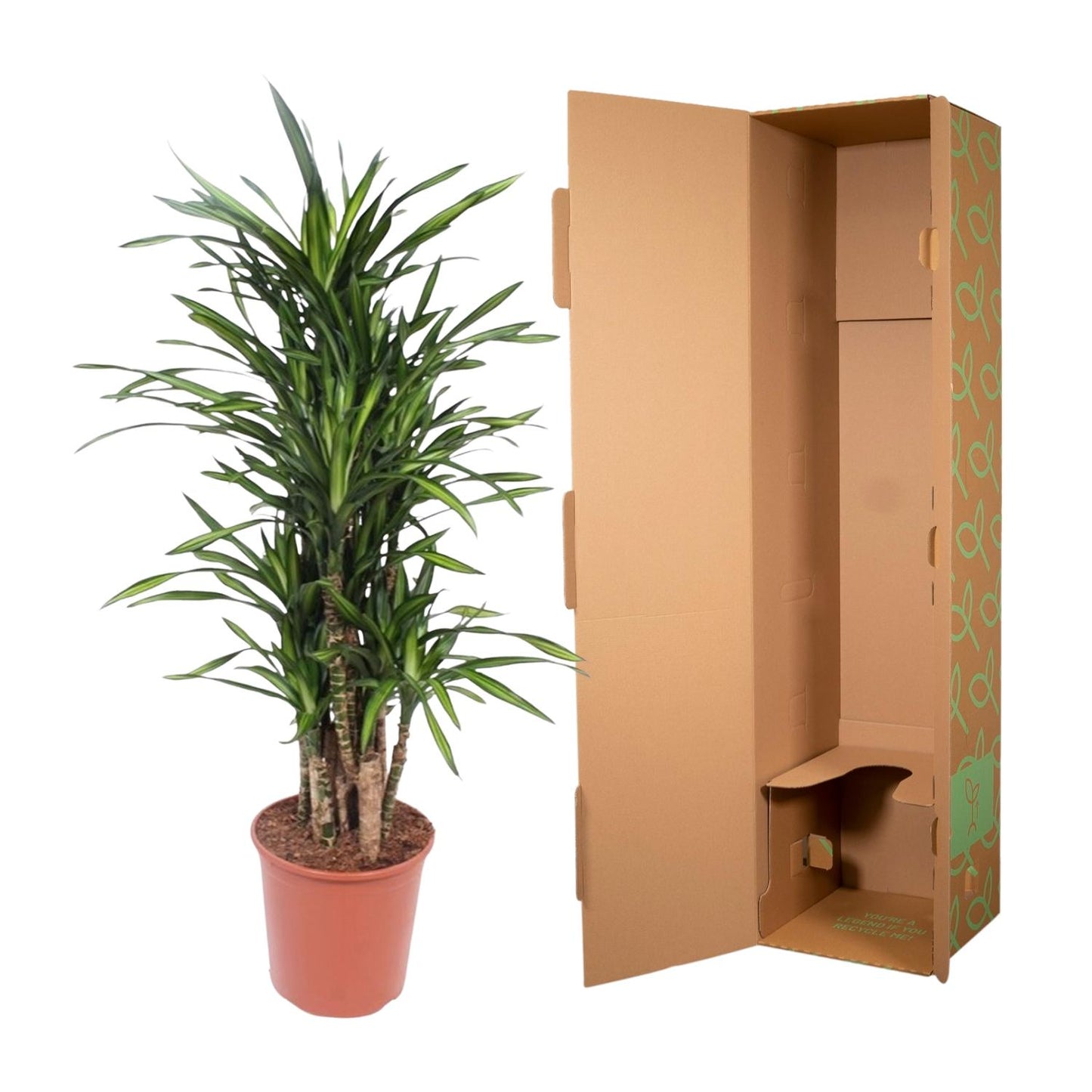 Dracaena Riki – Pflegeleichte Zimmerpflanze 140 cm