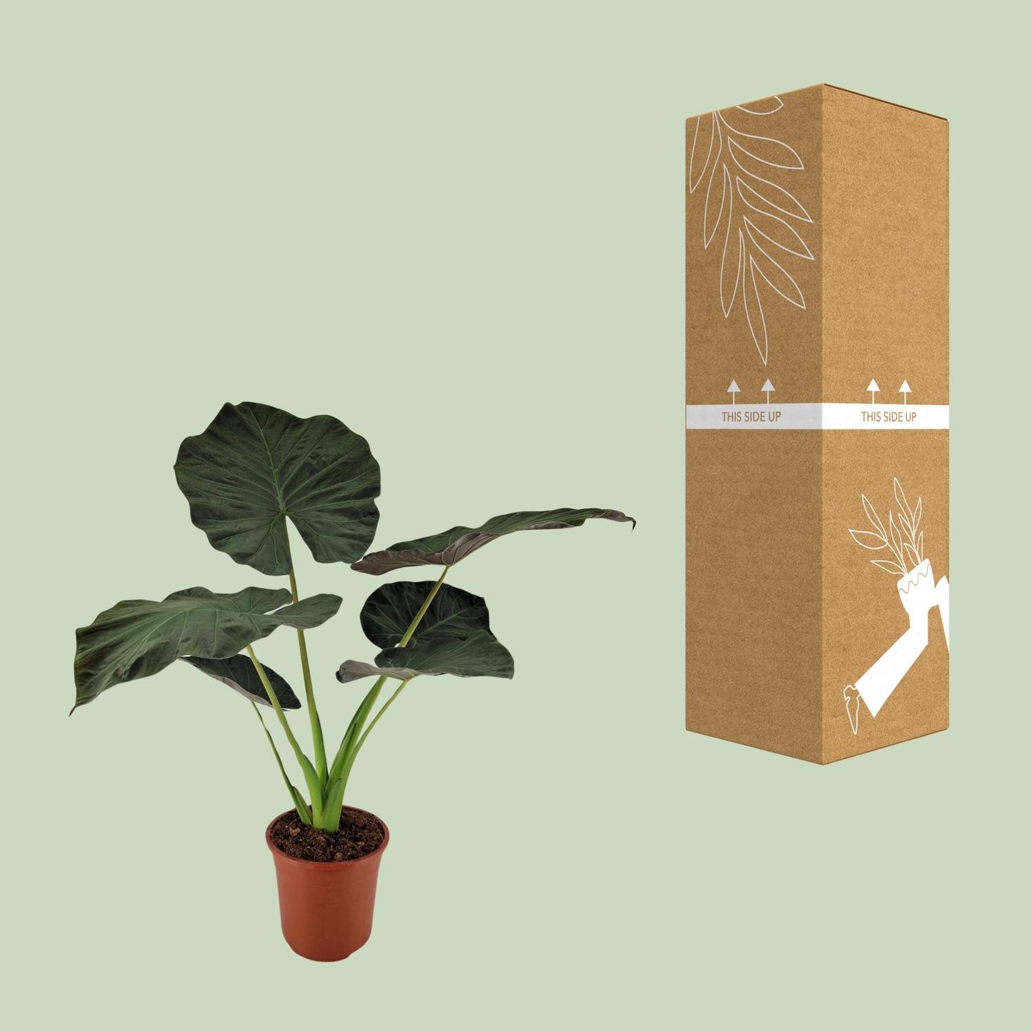 Alocasia Regal Shield – Große, pflegeleichte Zimmerpflanze Ø27cm