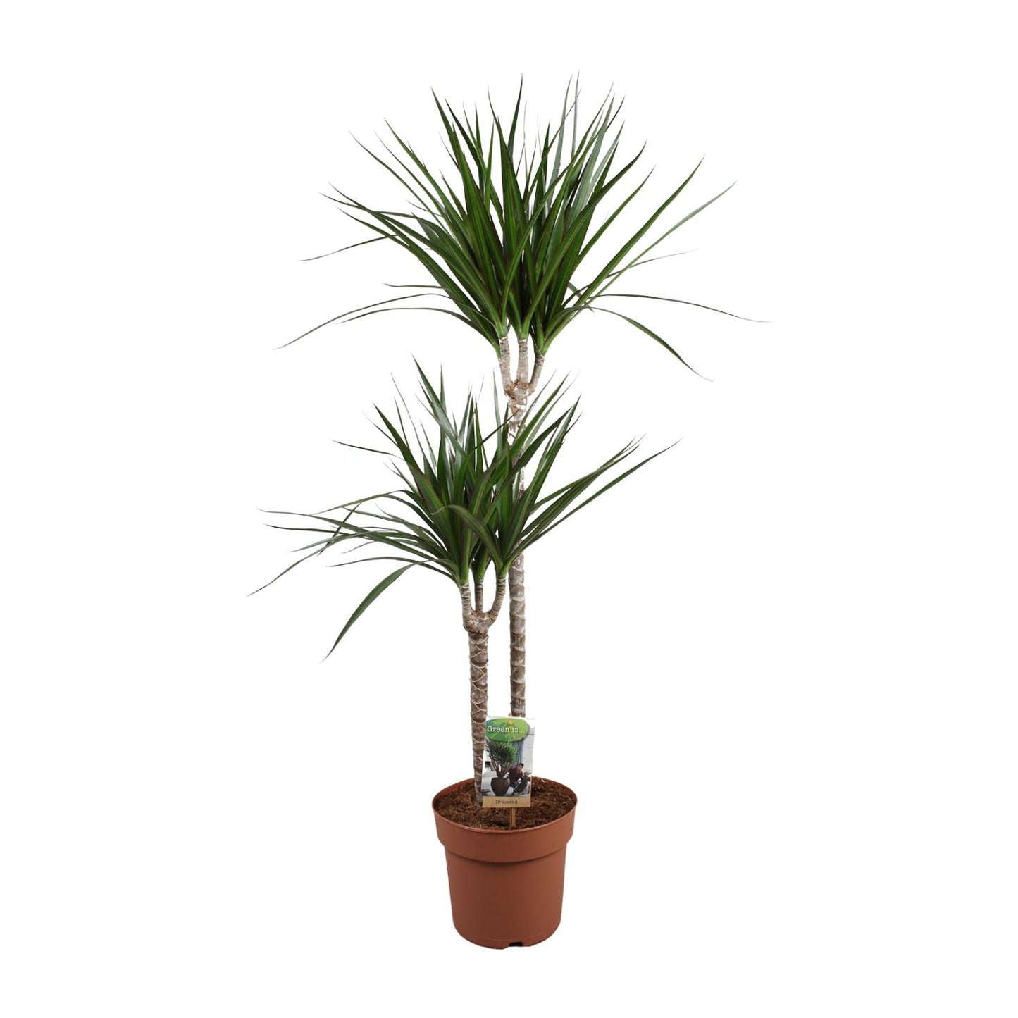 Dracaena Marginata – Pflegeleichte Zimmerpflanze Ø19cm, 110cm hoch