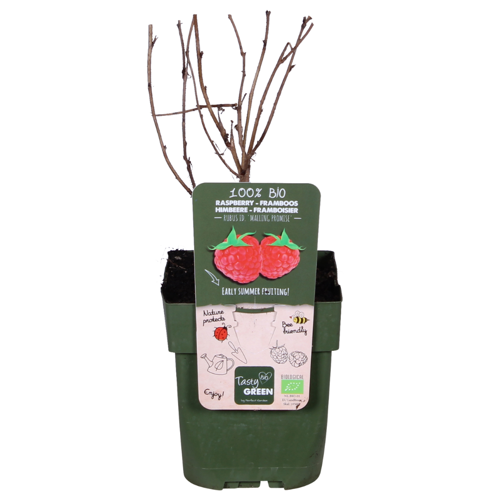 Rubus idaeus 'Malling Promise' – Bio-Himbeere Ø13cm