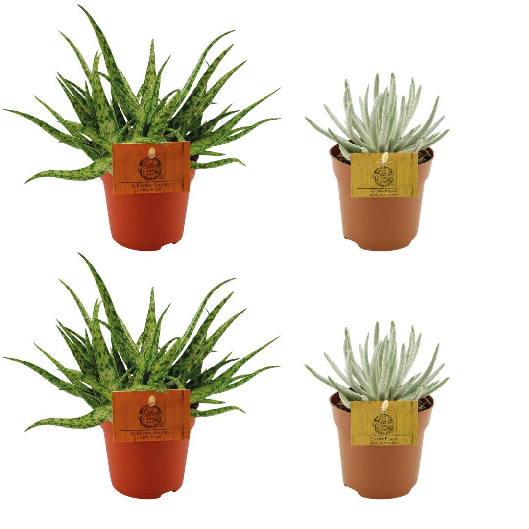 4er Set Aloe Spider & Senecio Scaposus – pflegeleichte Sukkulenten Ø10,5cm