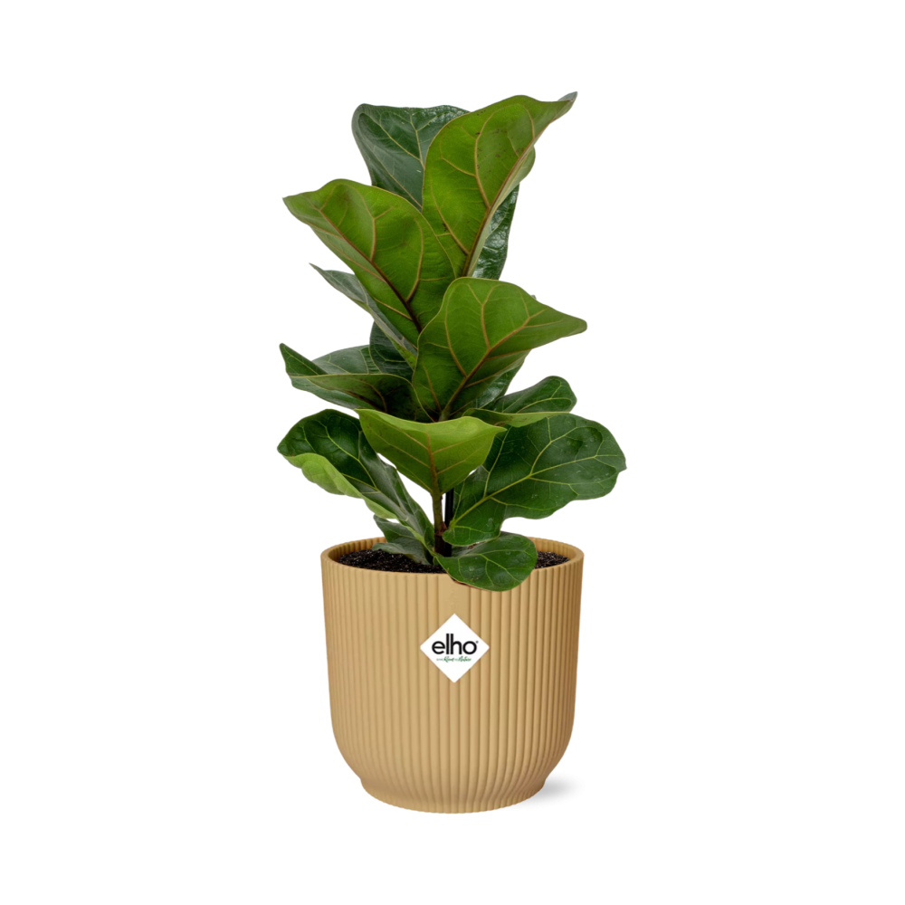 Ficus Lyrata ‘Bambino’ – Pflegeleichte Zimmerpflanze im ELHO Vibes Fold Topf