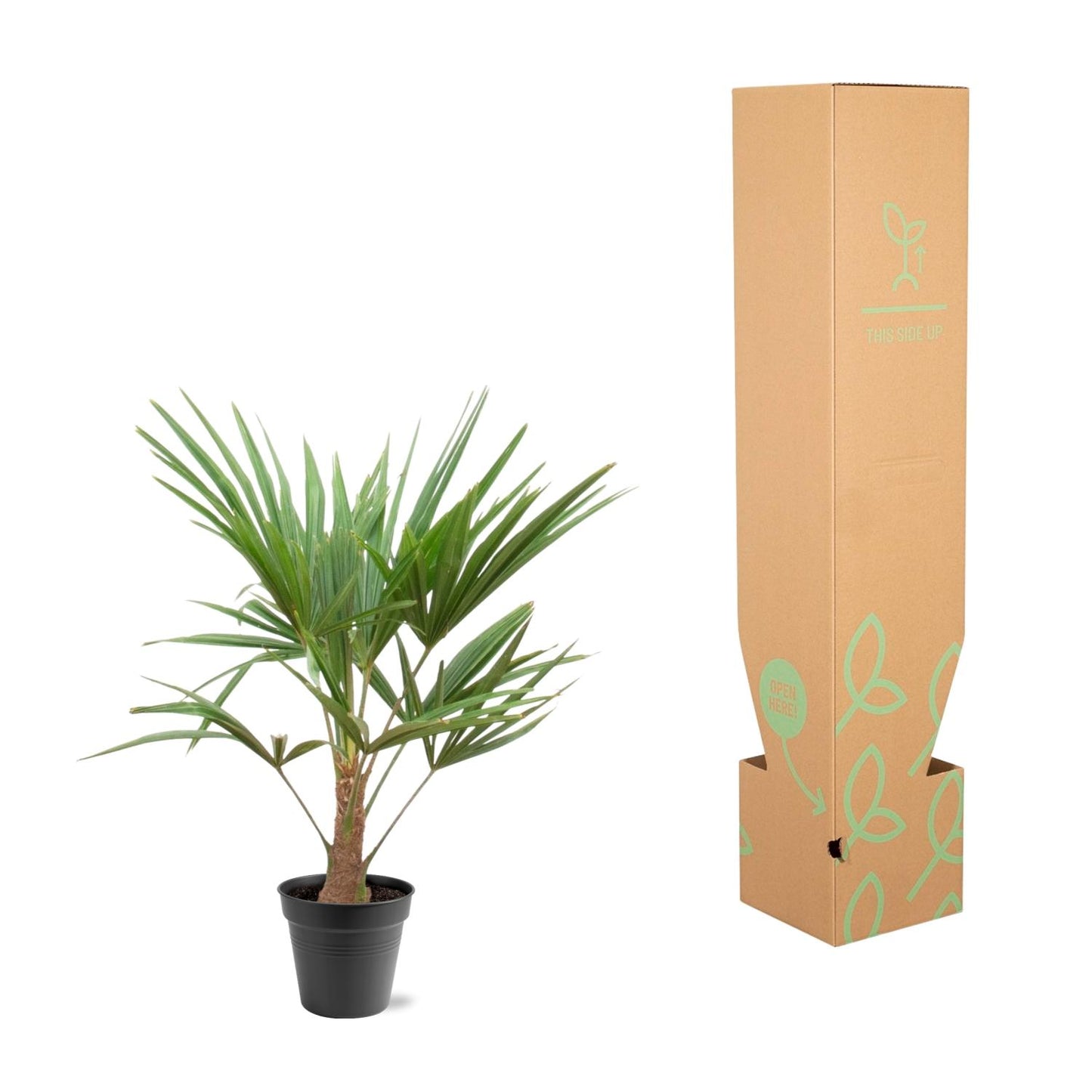 Trachycarpus Fortunei Palme – 90-100 cm, Ø 21 cm Topf