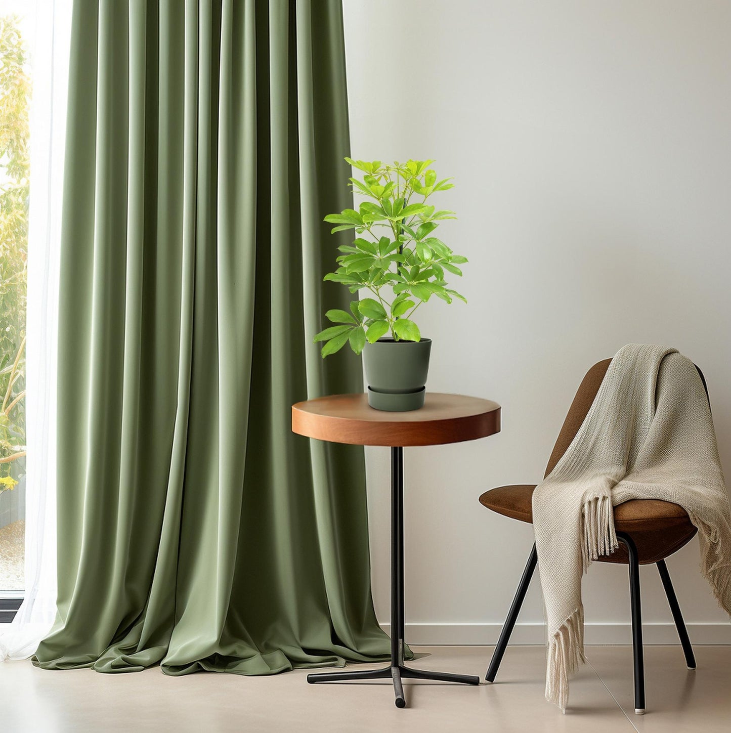 Schefflera Nora – Pflegeleichter Schirmbaum Ø13cm, 45cm hoch