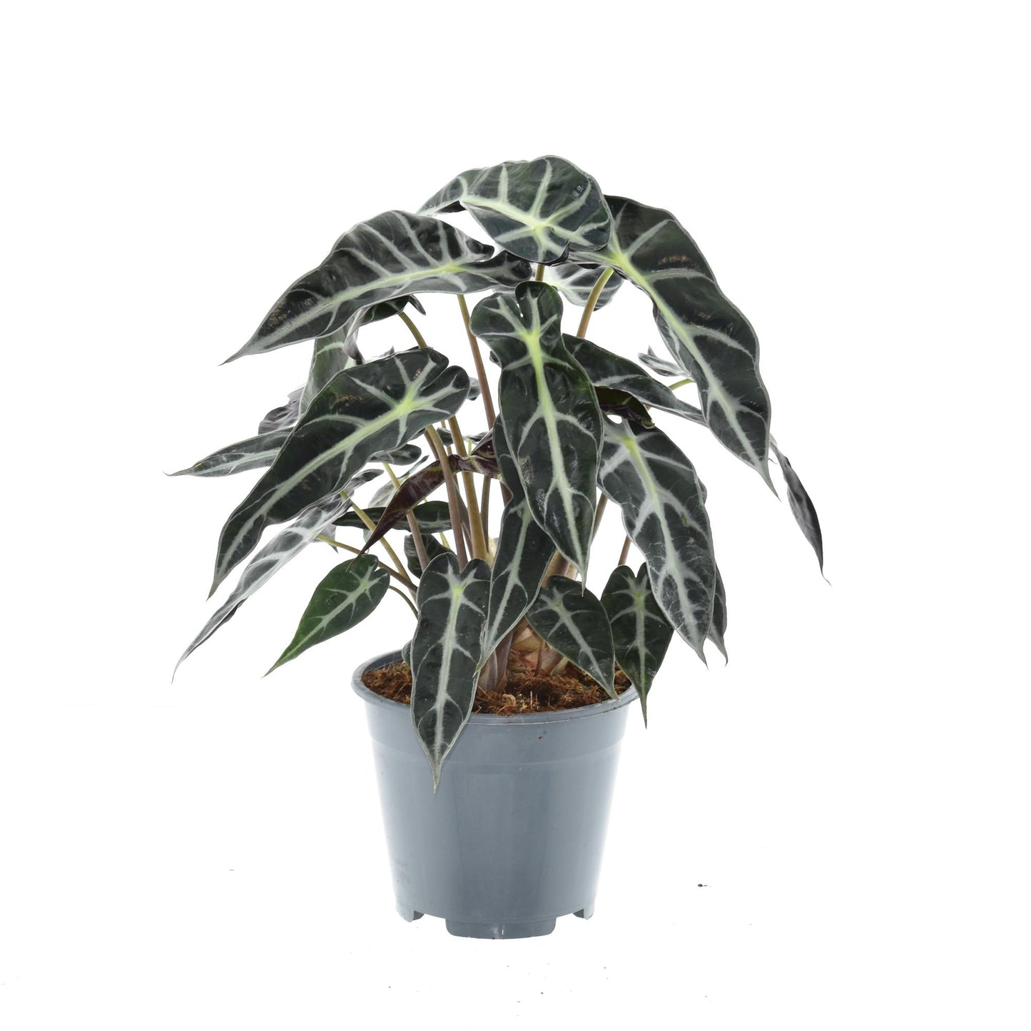 Alocasia Bambino Arrow – Kompakte, pflegeleichte Zimmerpflanze