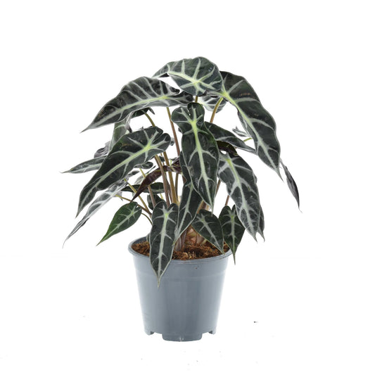 Alocasia Bambino Arrow – Kompakte, pflegeleichte Zimmerpflanze