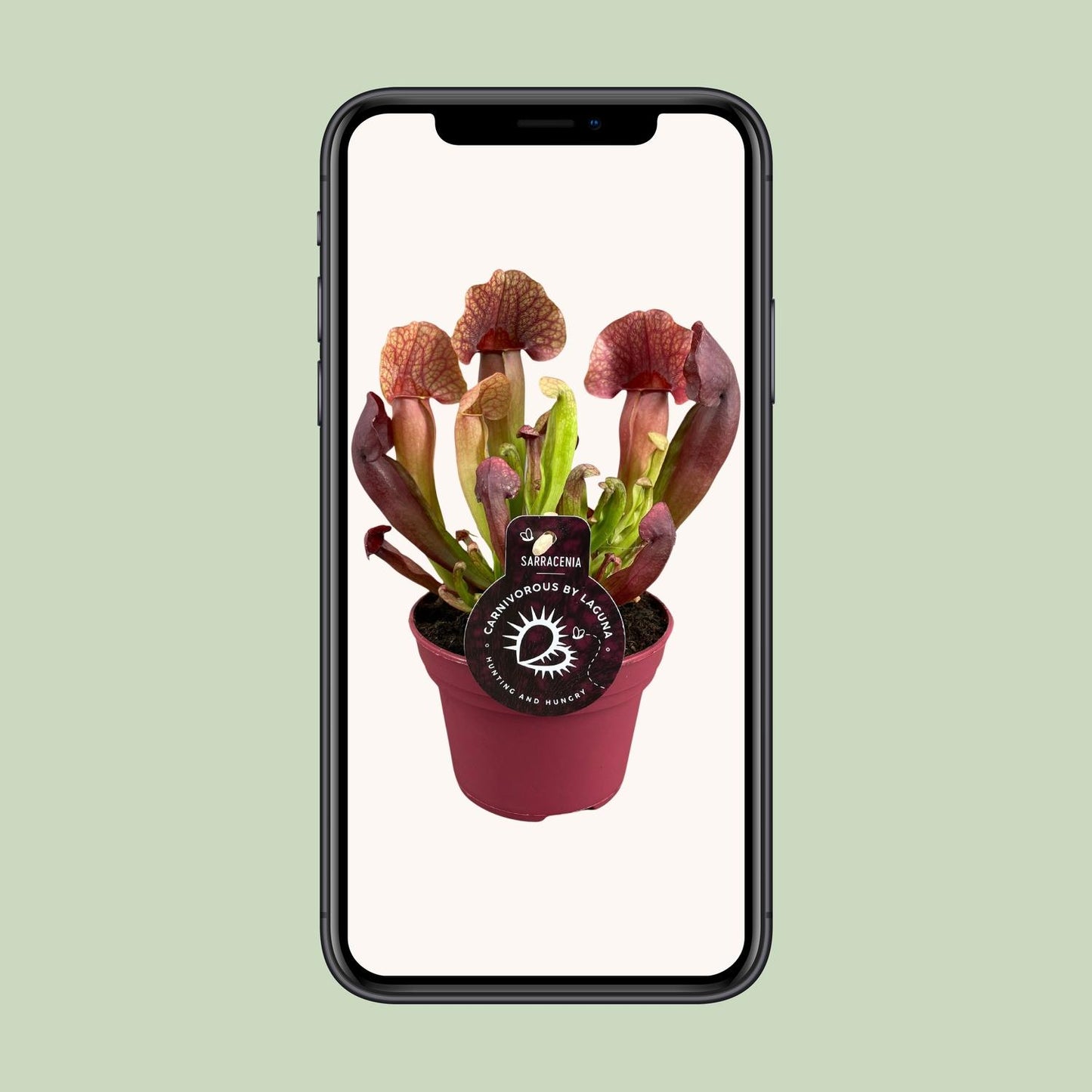 Sarracenia Catesbaei – Pflegeleichte Kannenpflanze Ø12cm