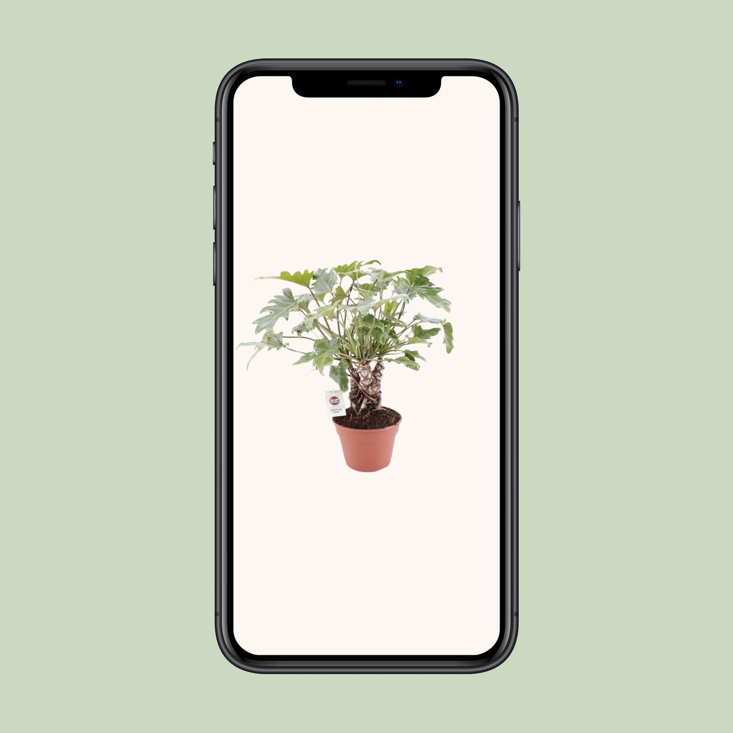 Philodendron Xanadu am Stamm – pflegeleichte Zimmerpflanze Ø17cm