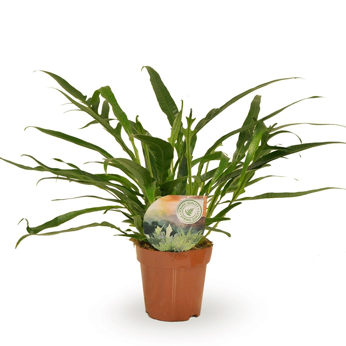 Aglaomorpha Jim – Pflegeleichte Trendpflanze Ø12cm