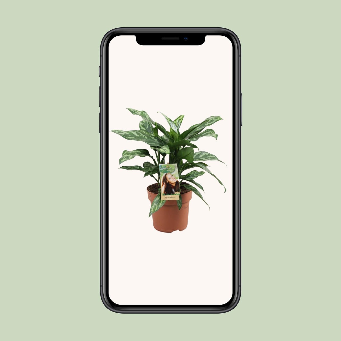 Aglaonema Maria – Pflegeleichte luftreinigende Zimmerpflanze Ø17cm