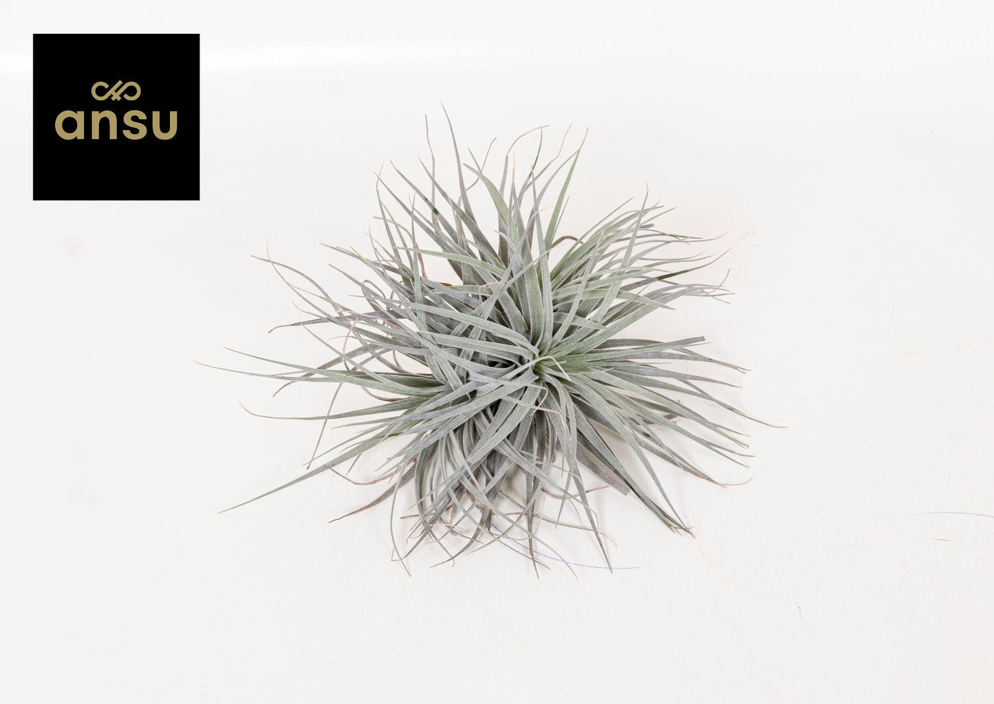 Tillandsia Super Silver XL – Pflegeleichte Trendpflanze Ø20cm