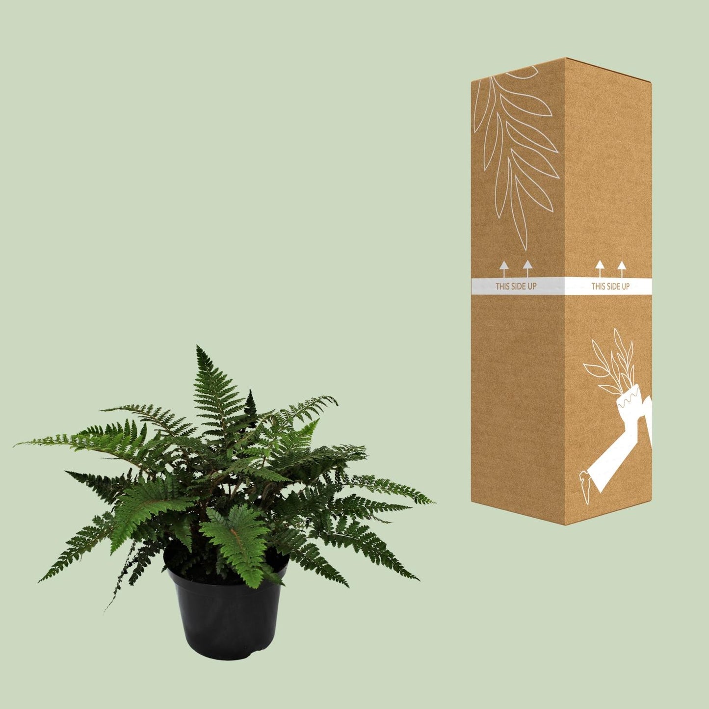 Polystichum Polyblepharum Jade – Stechender Wurmfarn Ø24cm