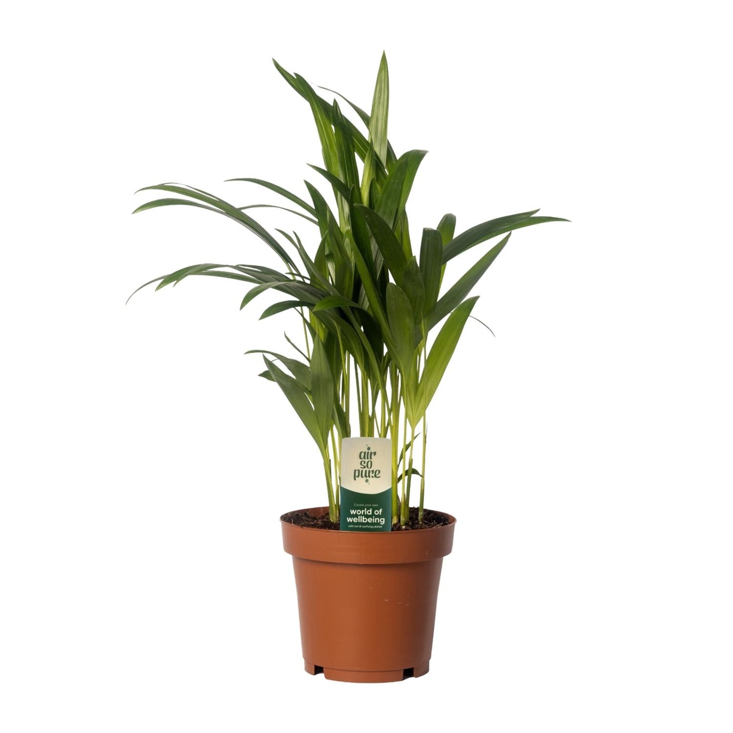 Dypsis lutescens – Pflegeleichte Bambuspalme Ø12cm, 40cm hoch