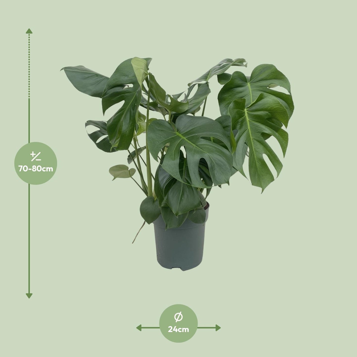 Monstera Deliciosa – 80 cm – Pflegeleichte Zimmerpflanze