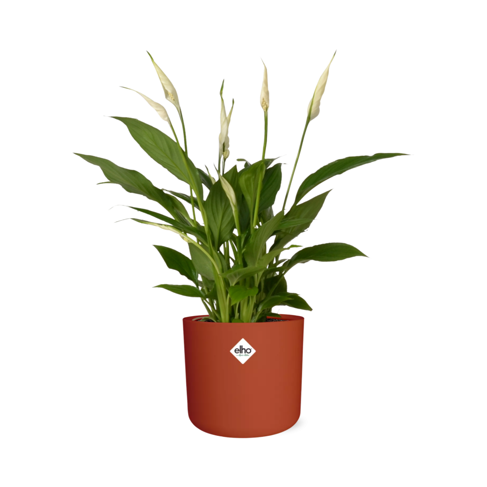 Friedenslilie (Spathiphyllum) 12 cm im ELHO b.for soft Topf