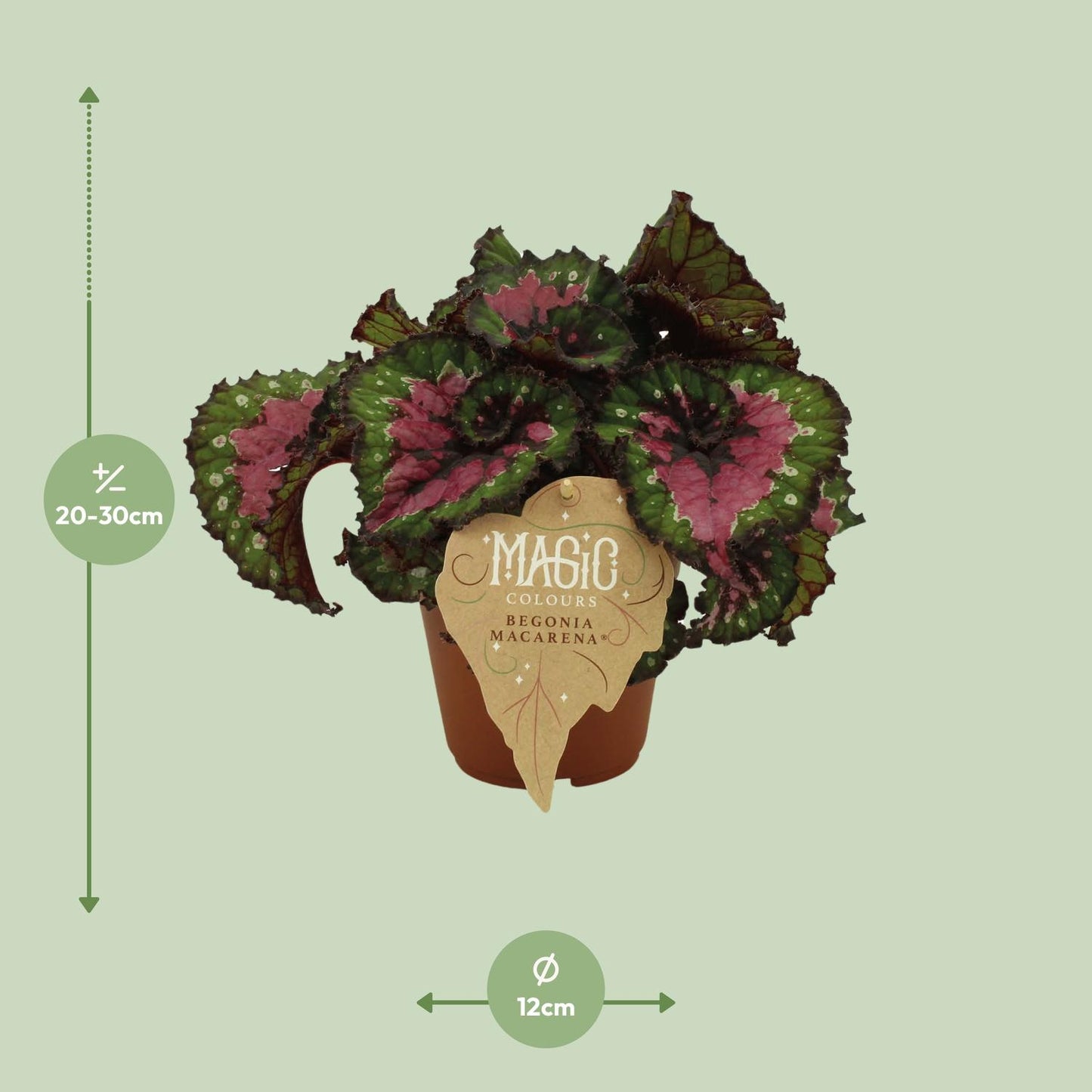 Begonia Rex Macarena – Farbintensive Zimmerpflanze Ø12 cm