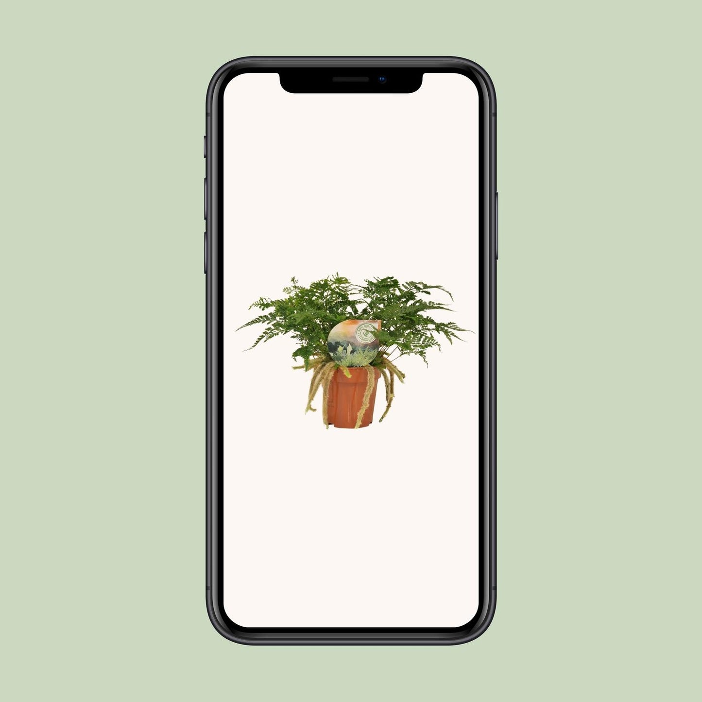 Humata Tyermannii – Pflegeleichter Bärenfußfarn Ø12cm, 30cm hoch